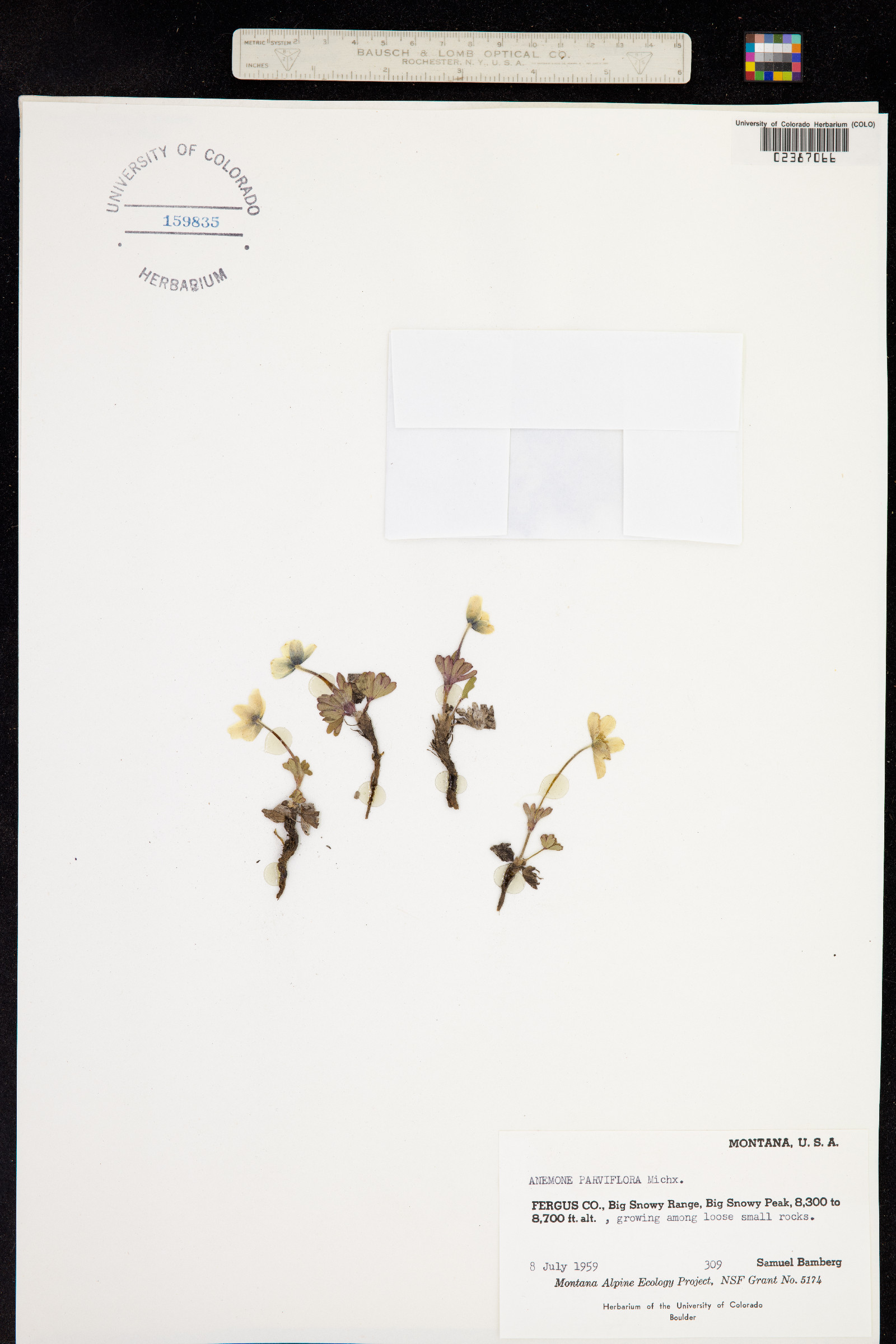 Anemone image