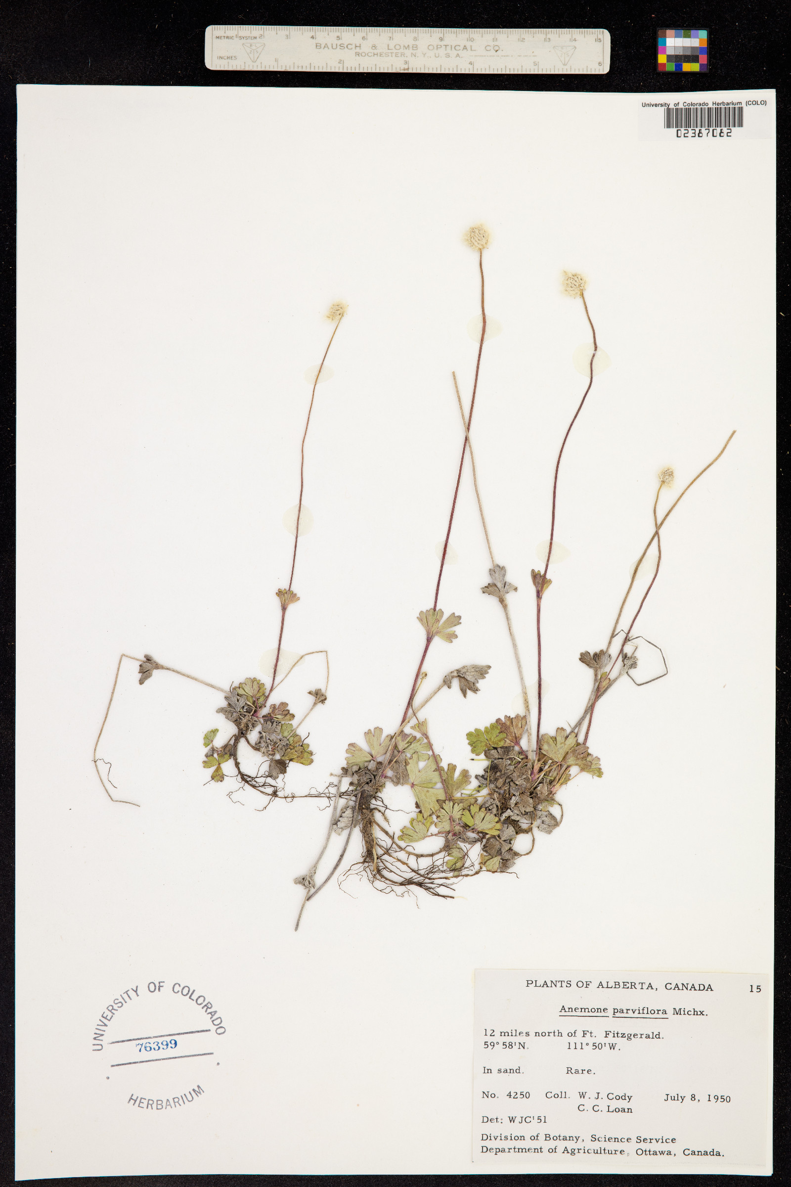 Anemone parviflora image