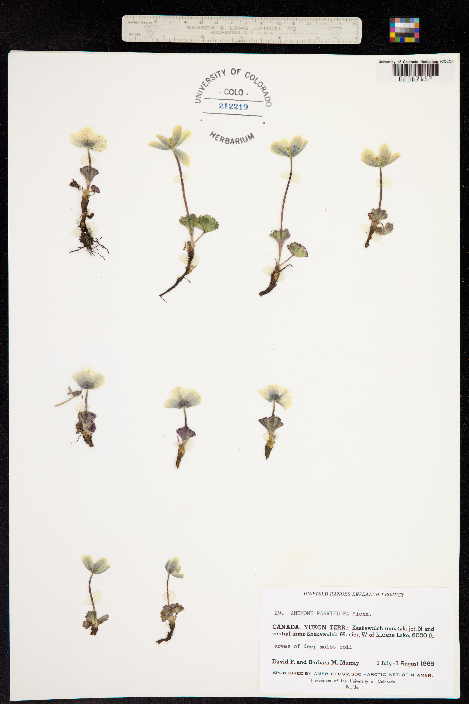 Anemone parviflora image