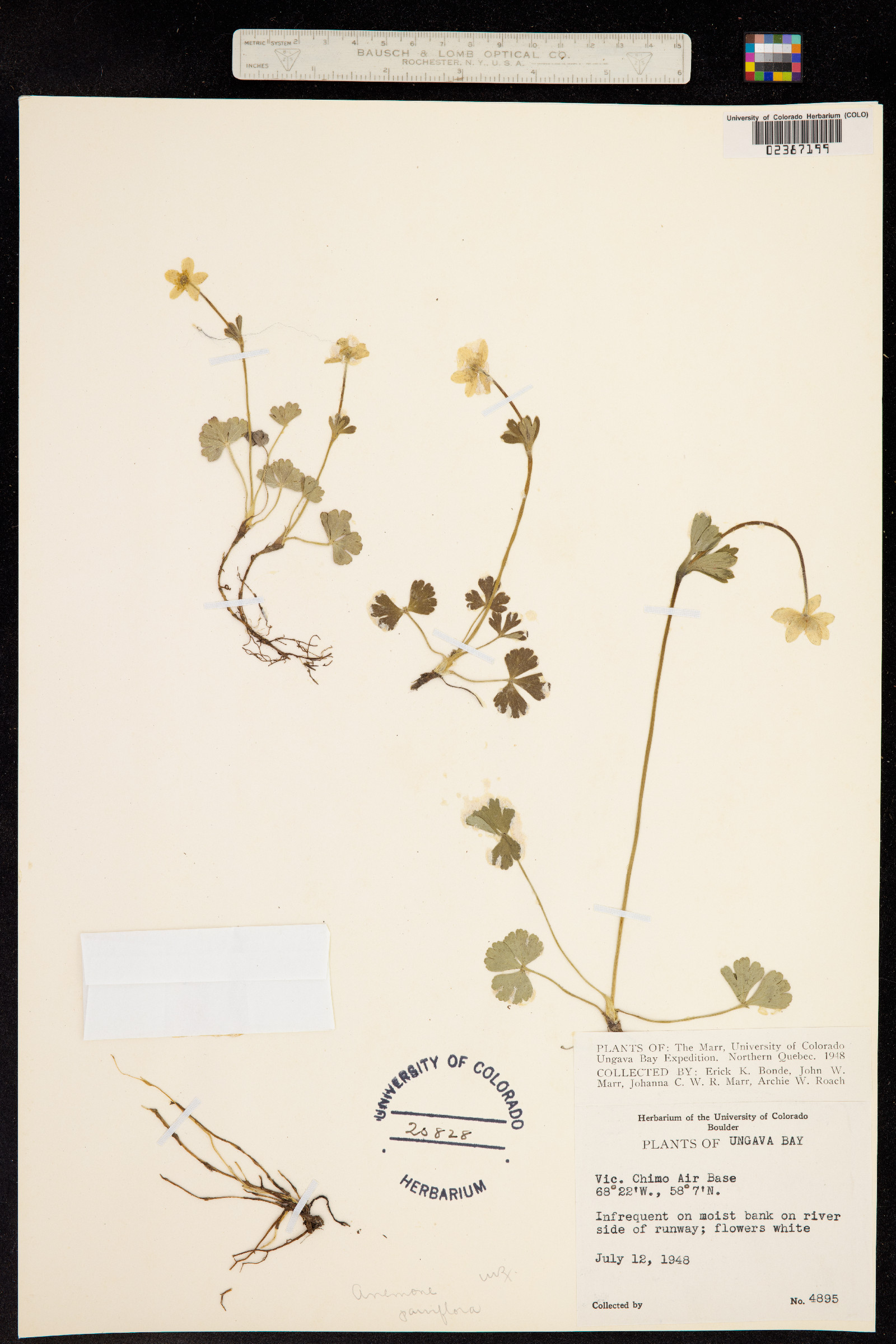 Anemone parviflora image