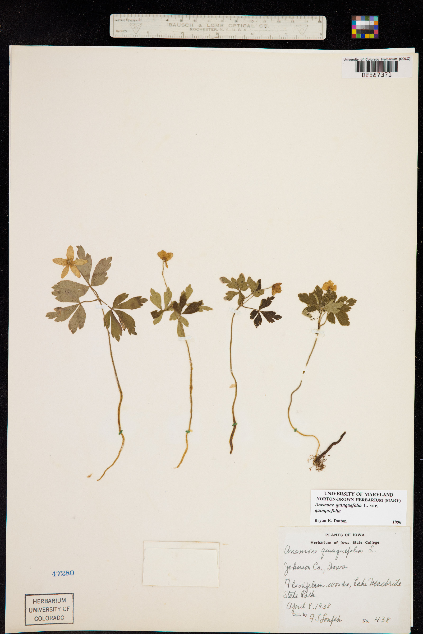 Anemone quinquefolia image