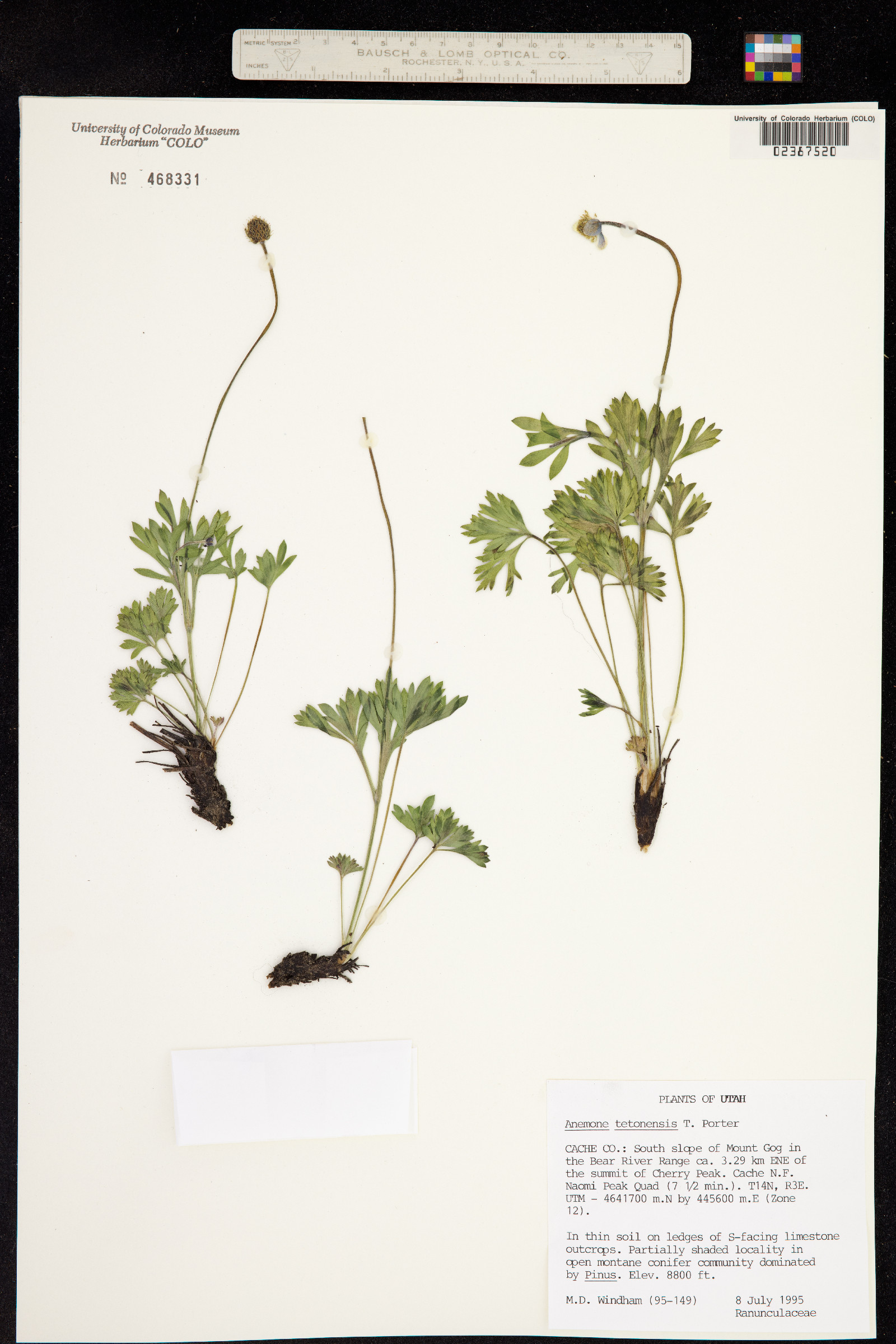Anemone tetonensis image