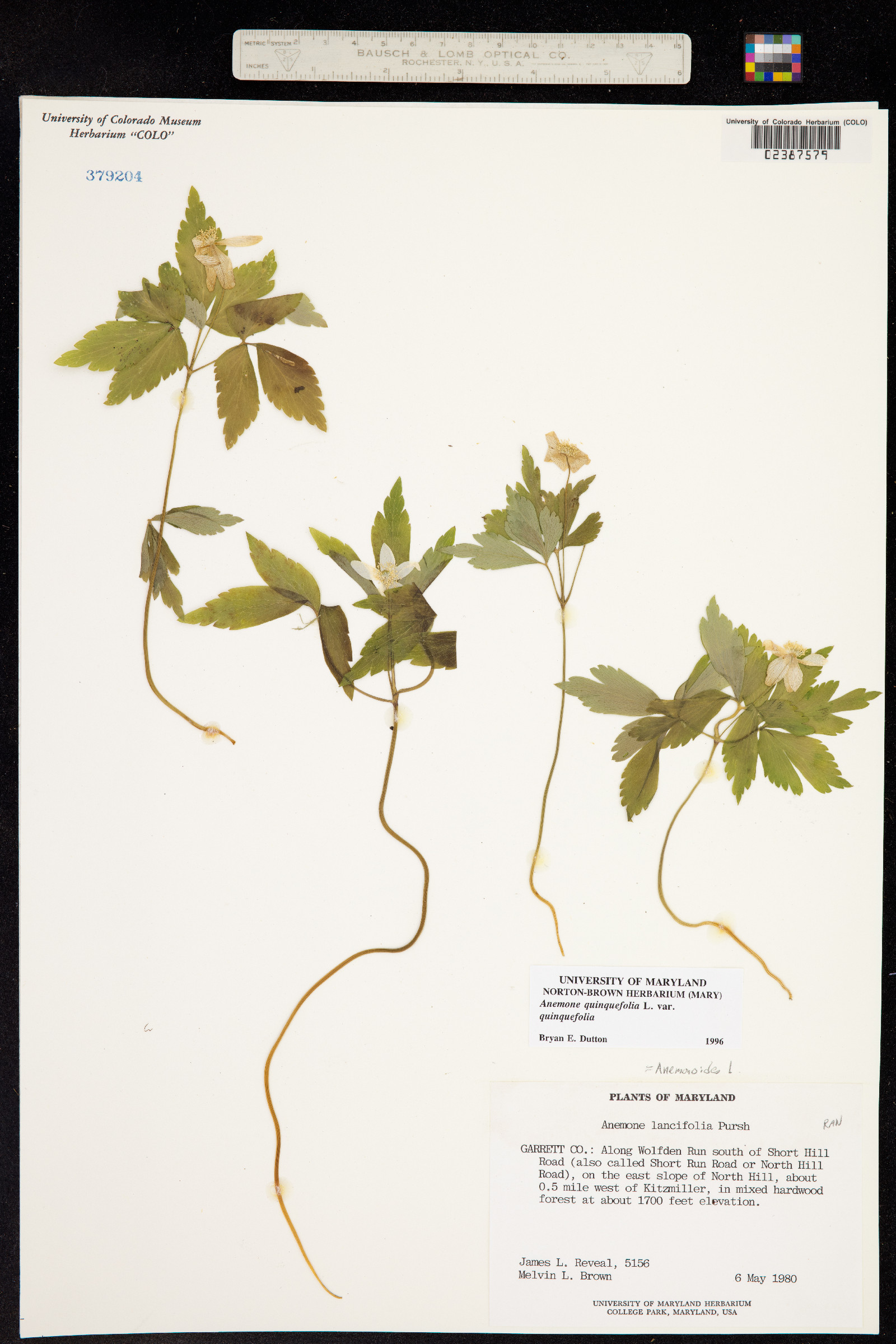 Anemone quinquefolia image