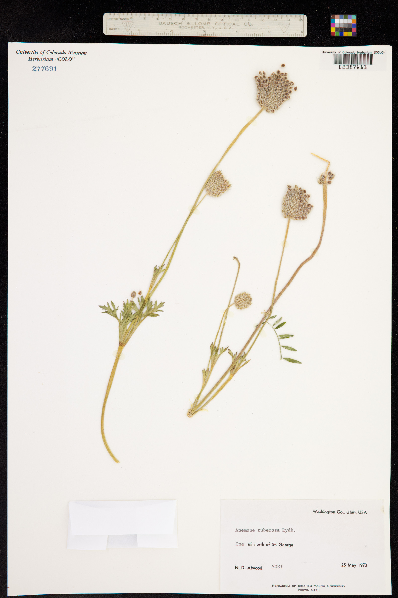 Anemone tuberosa image