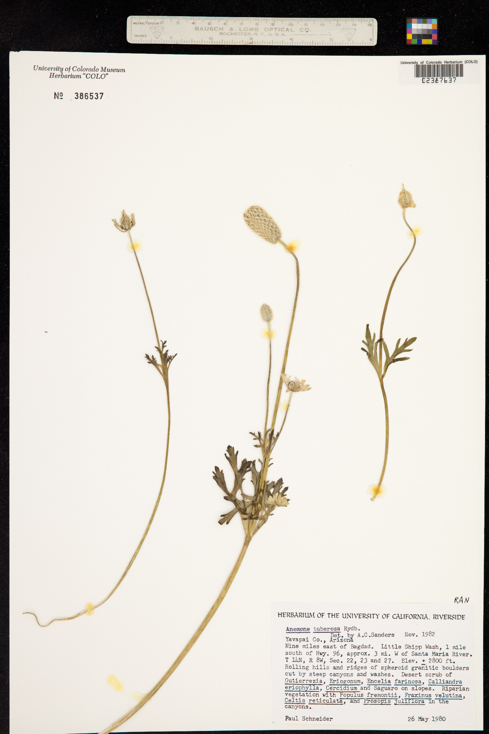 Anemone tuberosa image