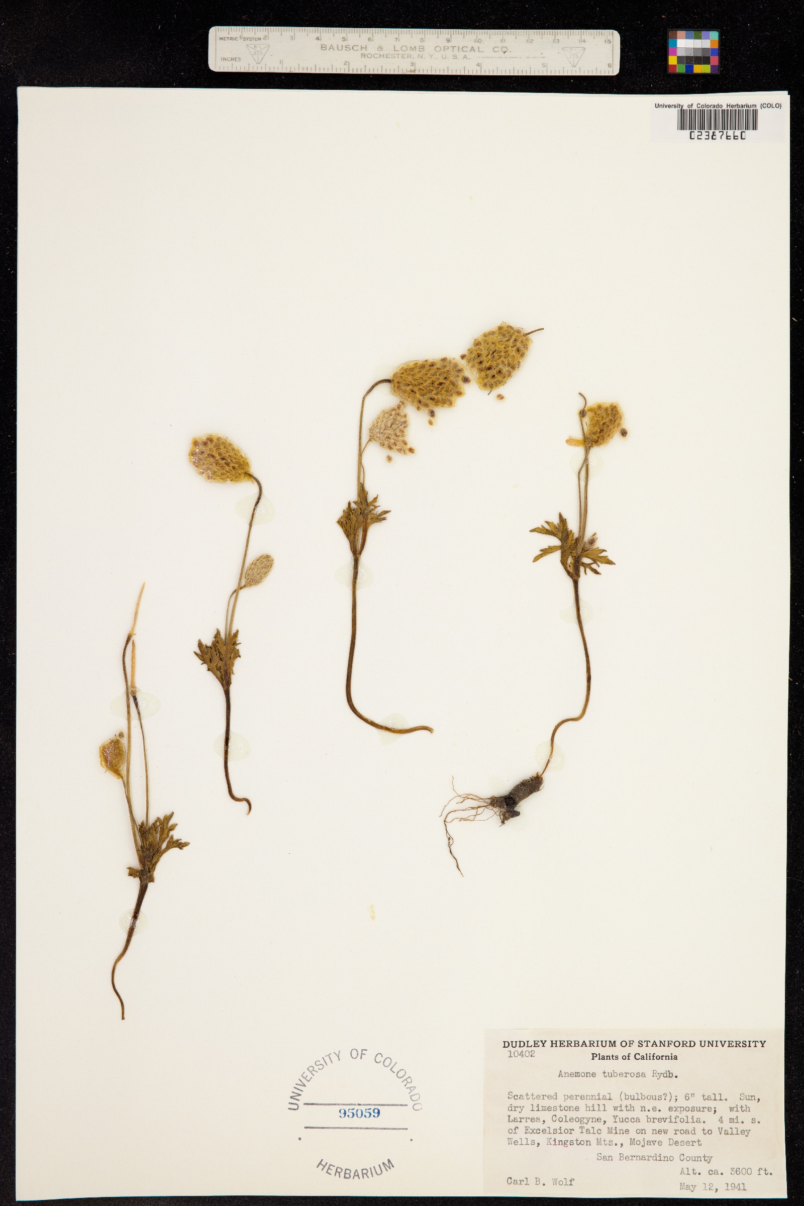 Anemone tuberosa image