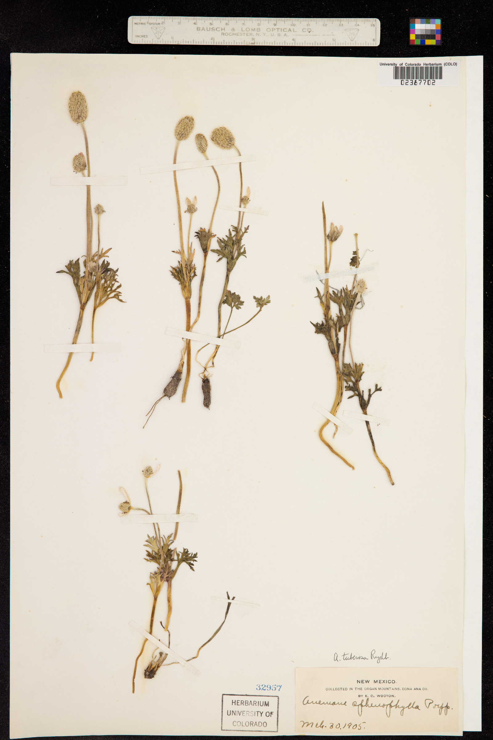 Anemone tuberosa image