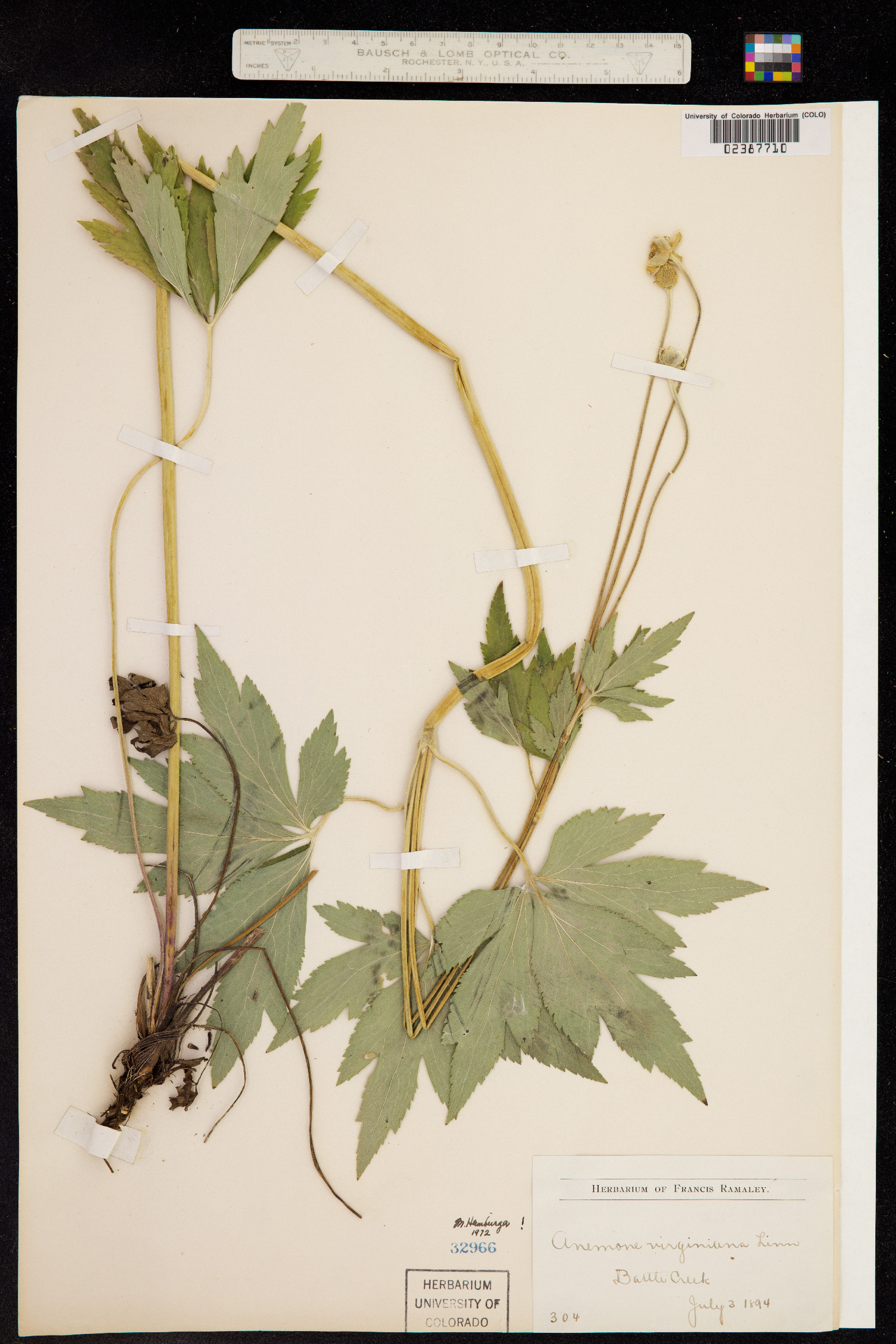 Anemone virginiana image