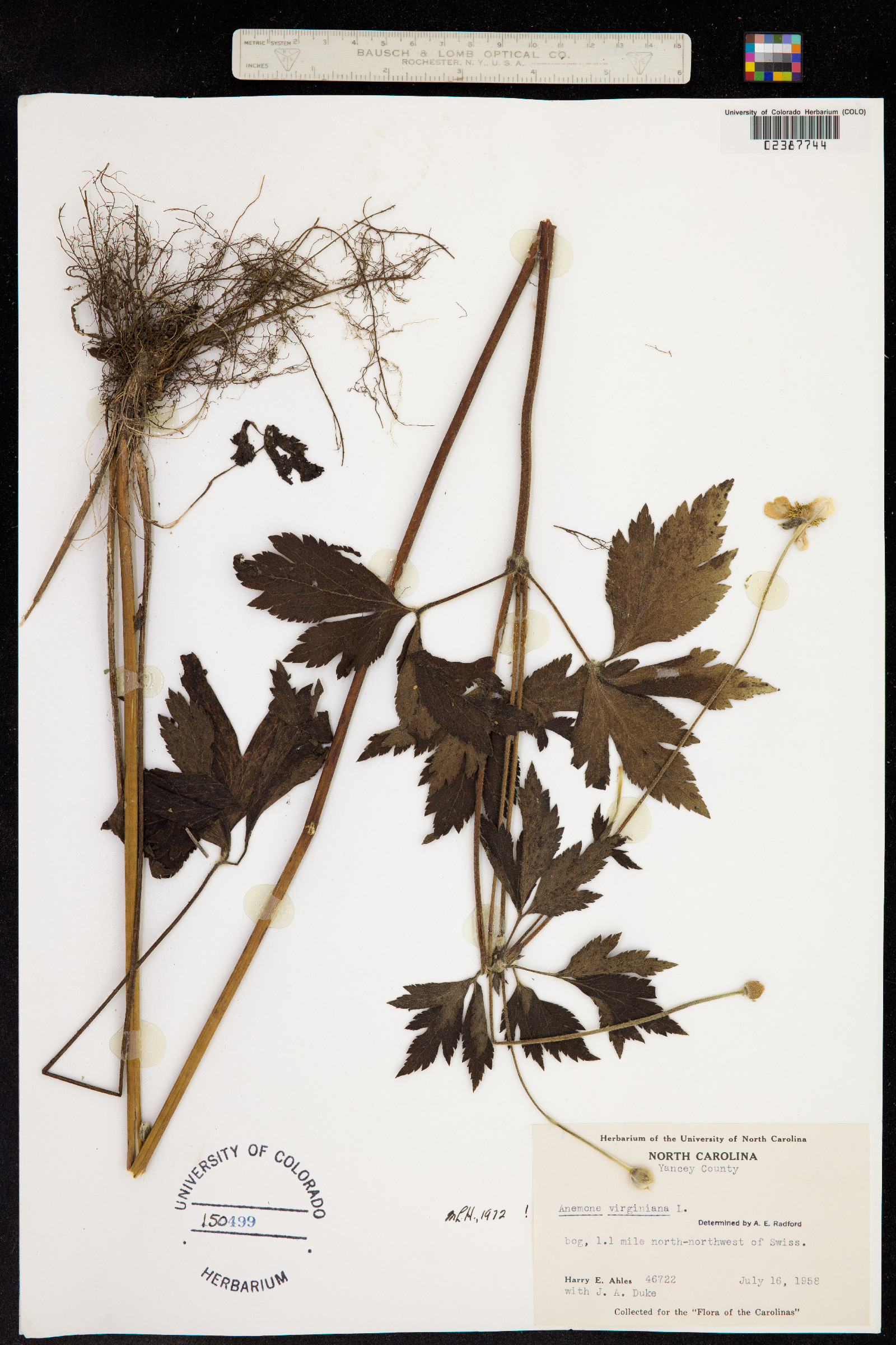 Anemone virginiana image