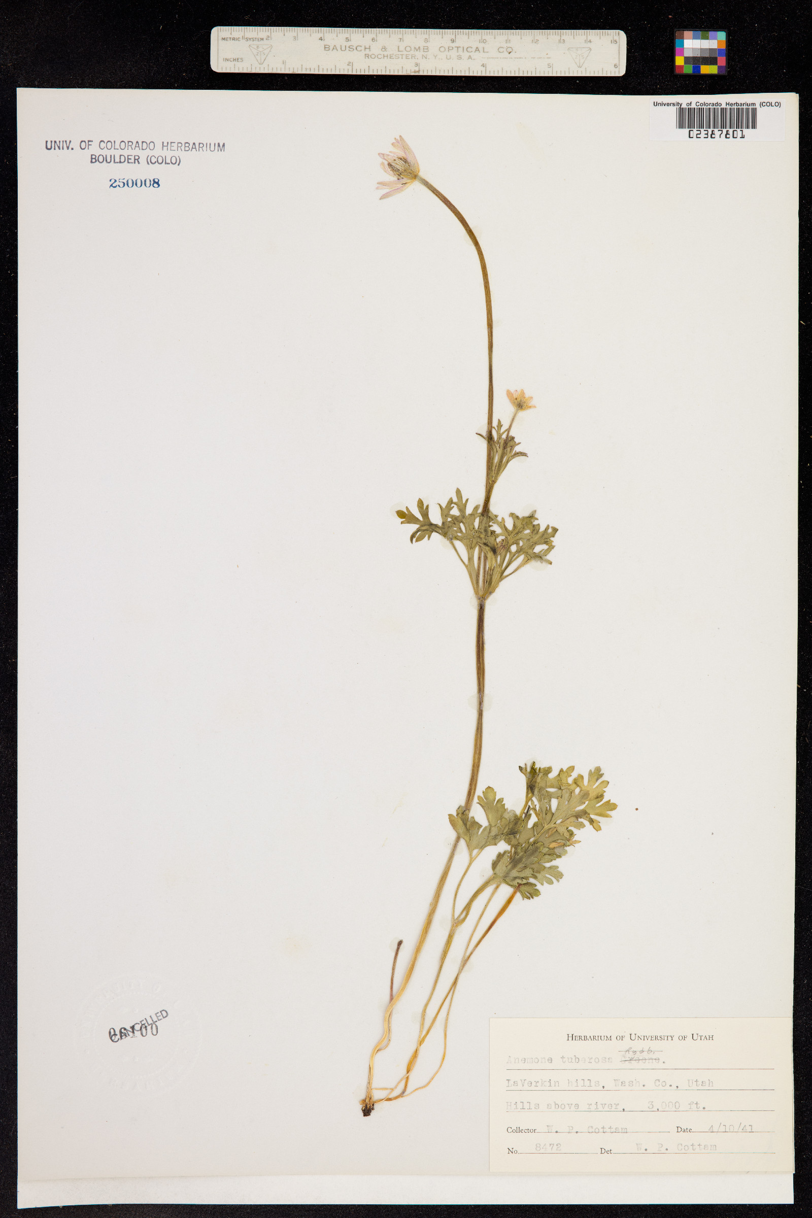 Anemone tuberosa image