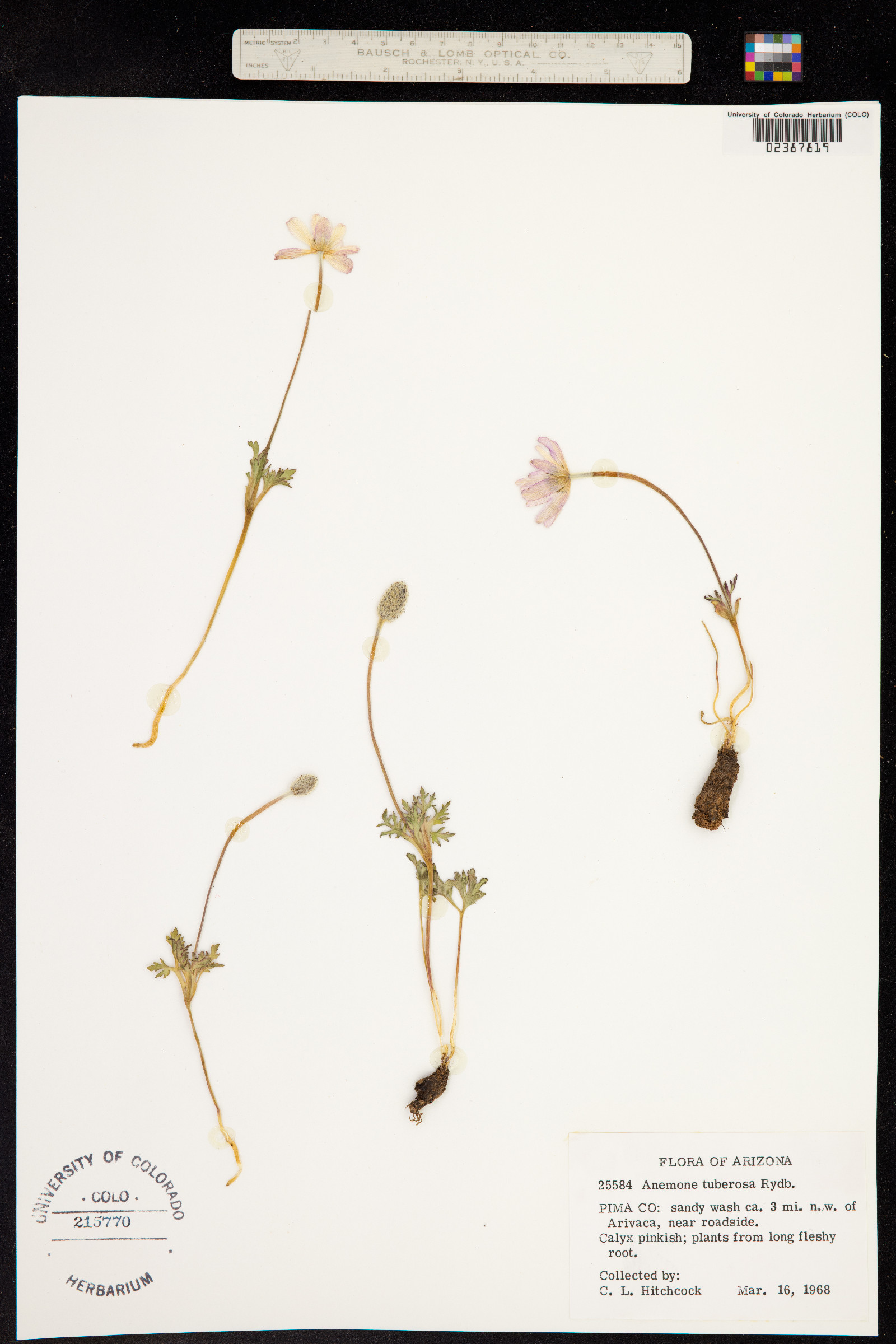 Anemone tuberosa image