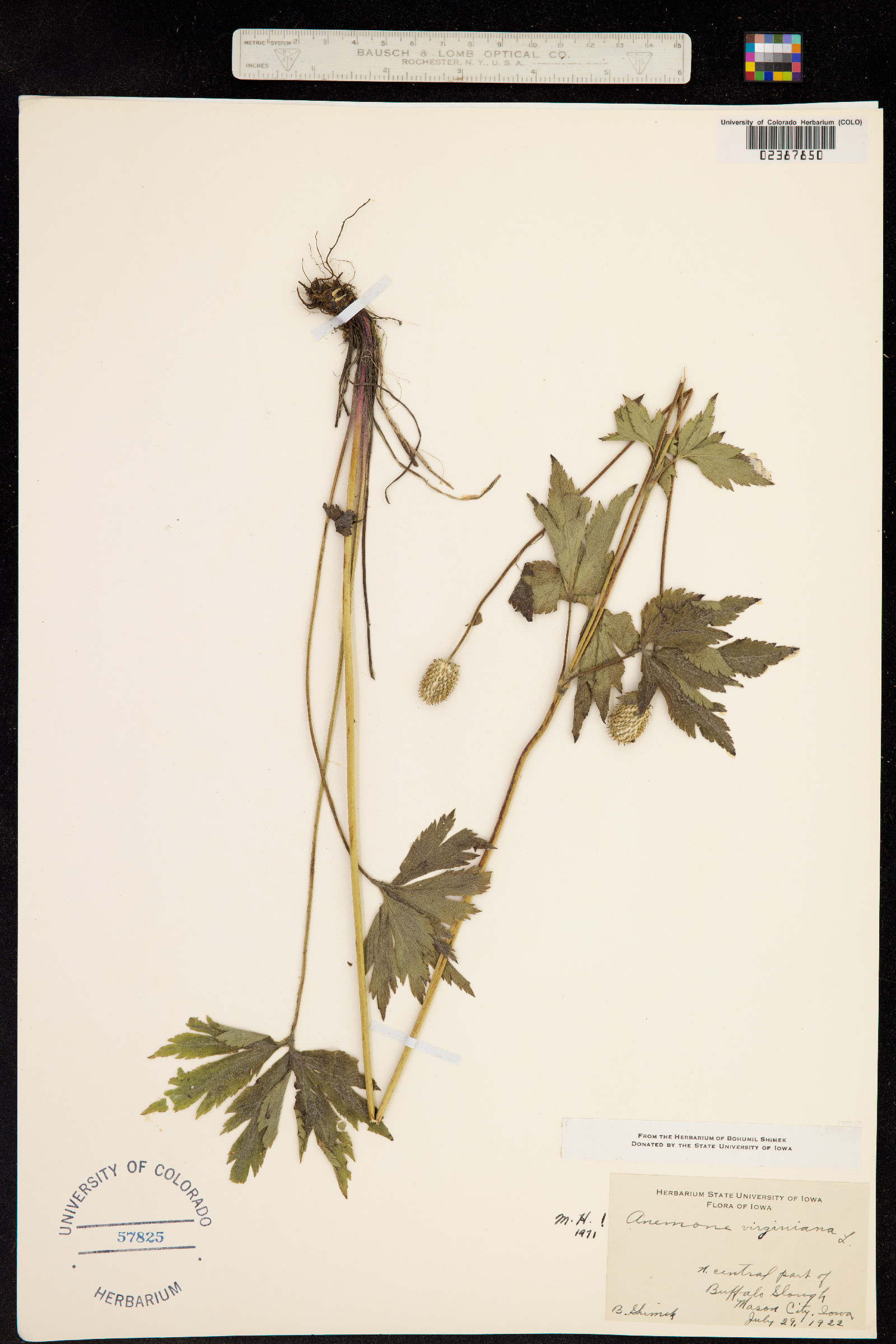 Anemone virginiana image