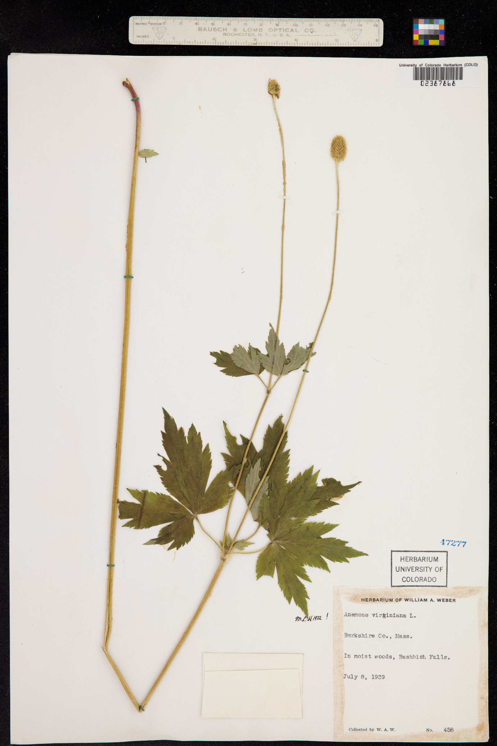 Anemone virginiana image