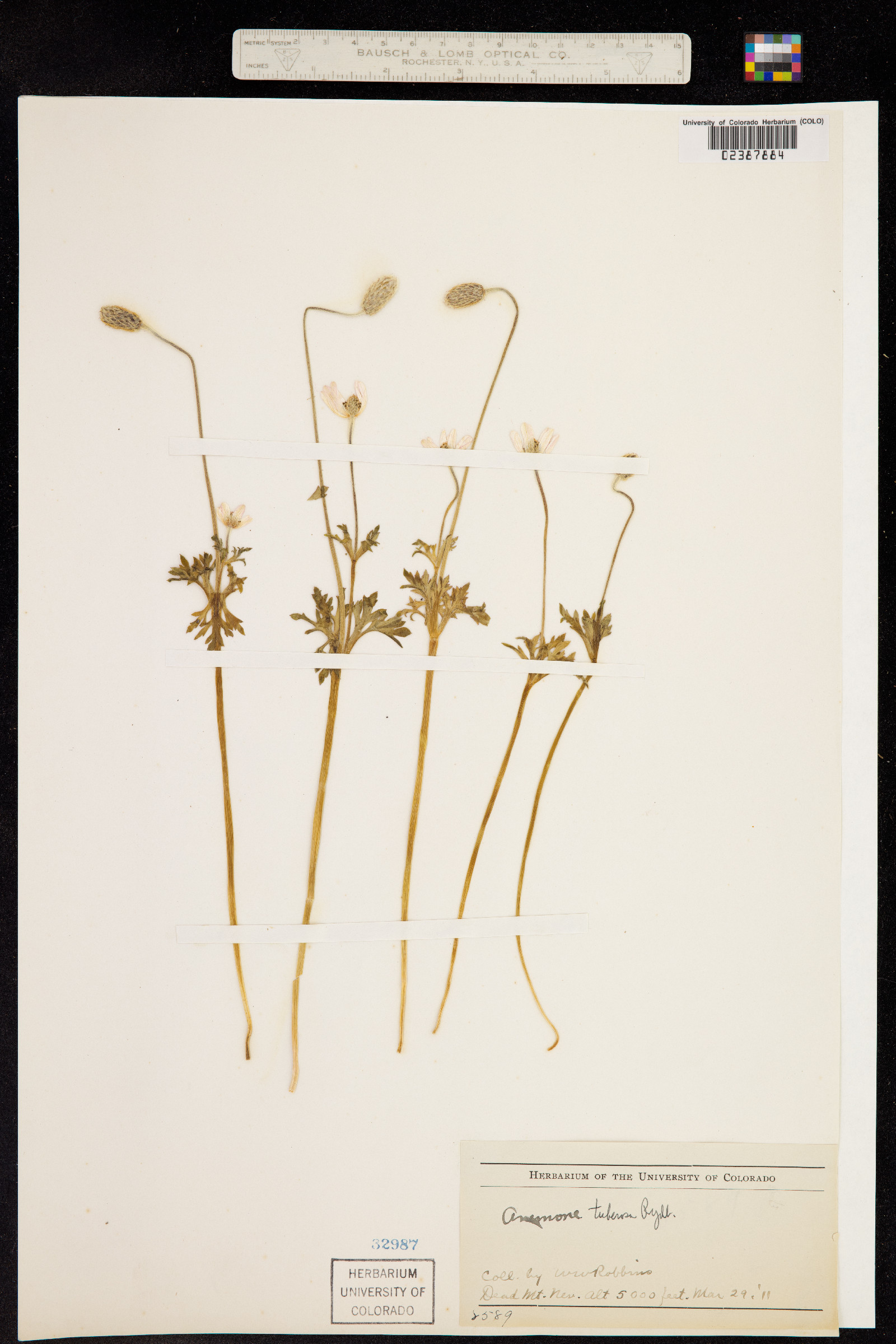 Anemone tuberosa image