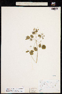 Anemone thalictroides image