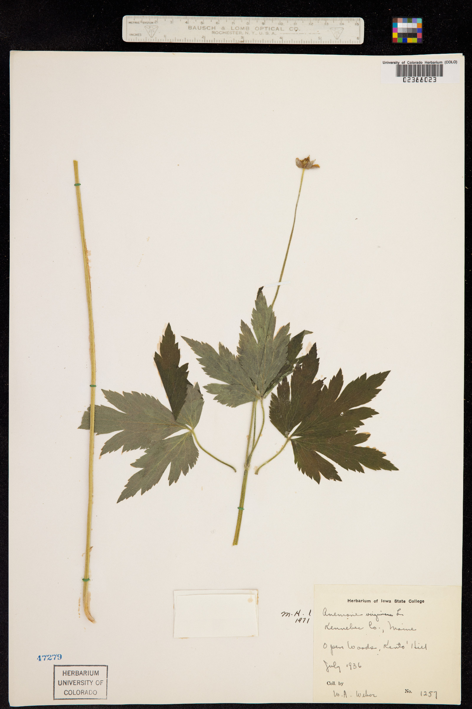 Anemone virginiana image