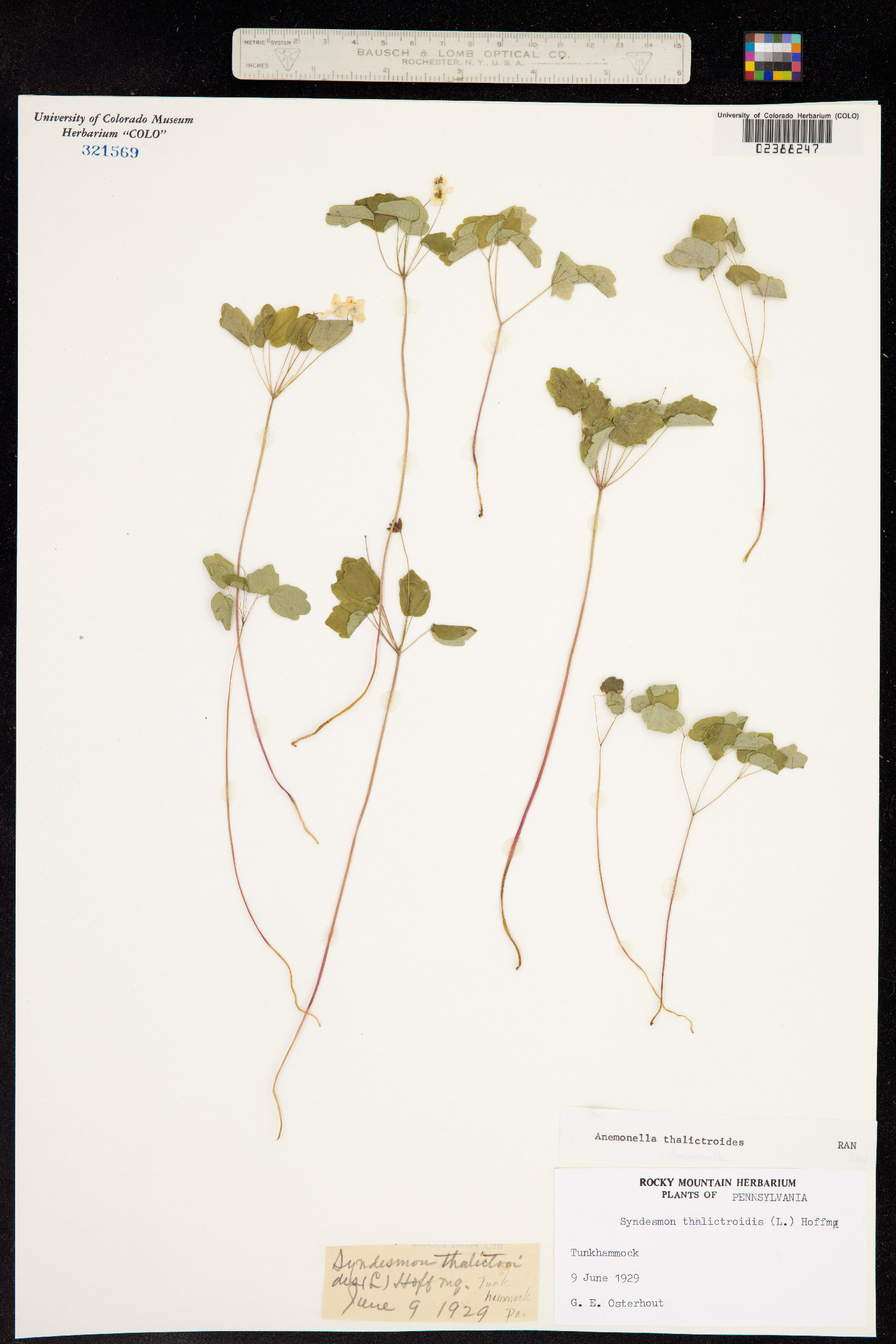 Anemone thalictroides image