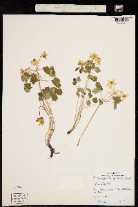 Anemone thalictroides image