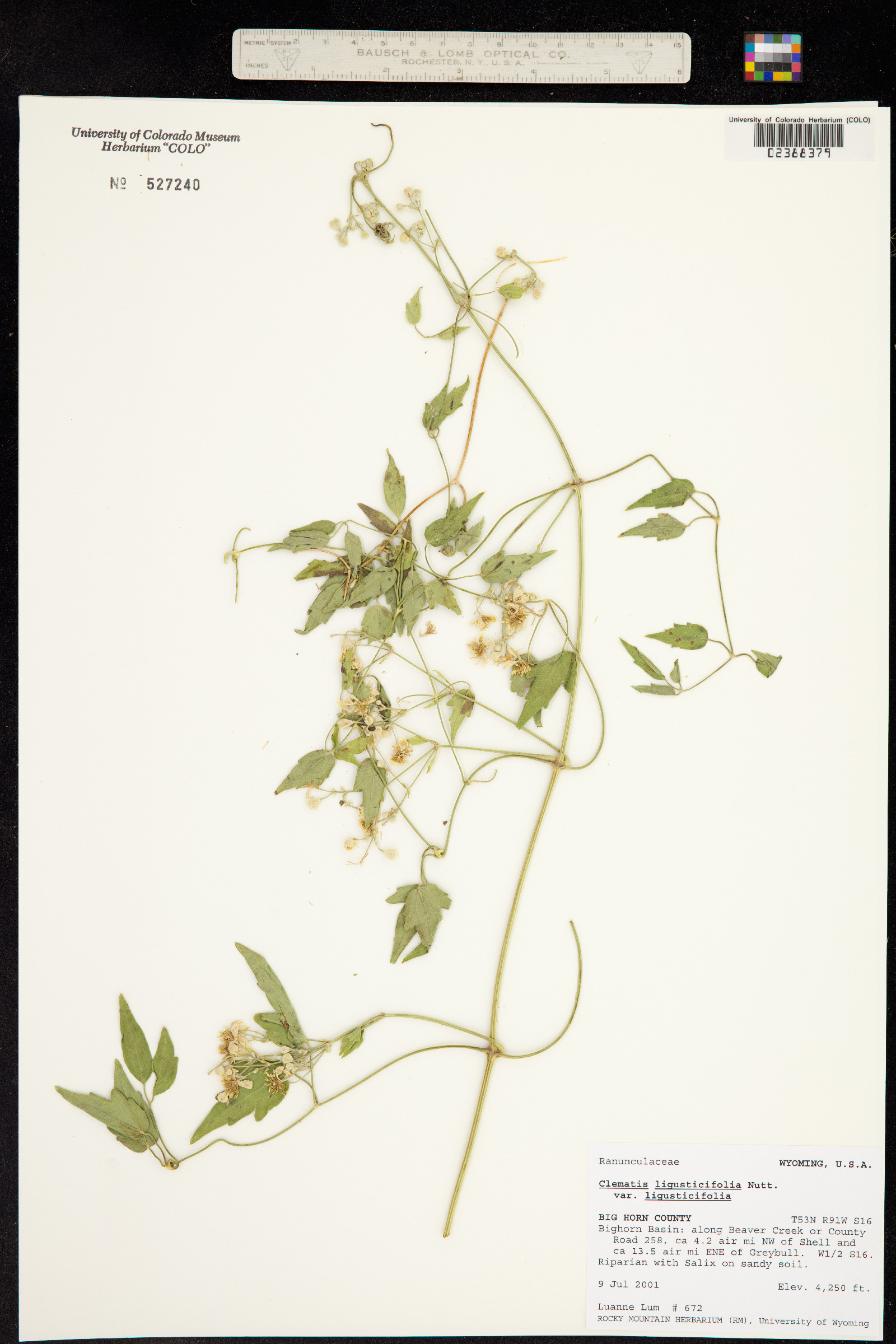 Clematis ligusticifolia image