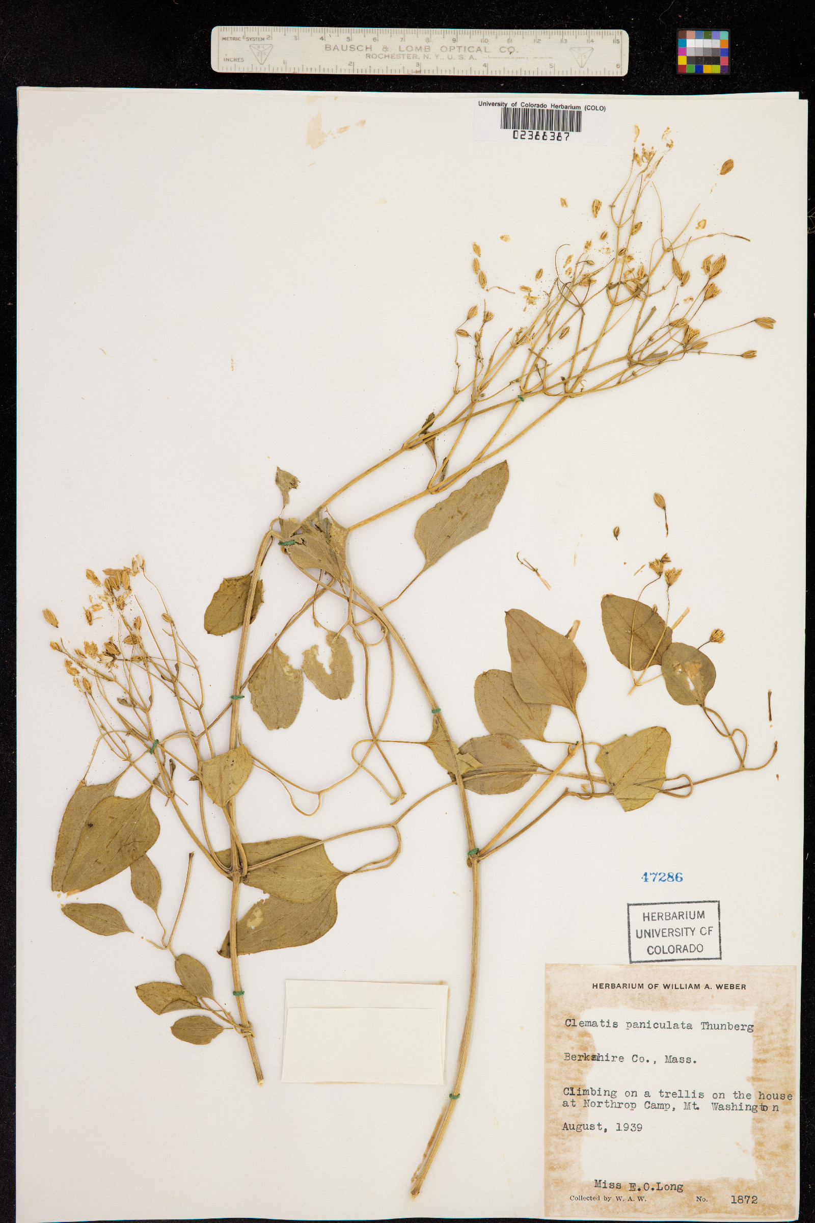 Clematis terniflora image