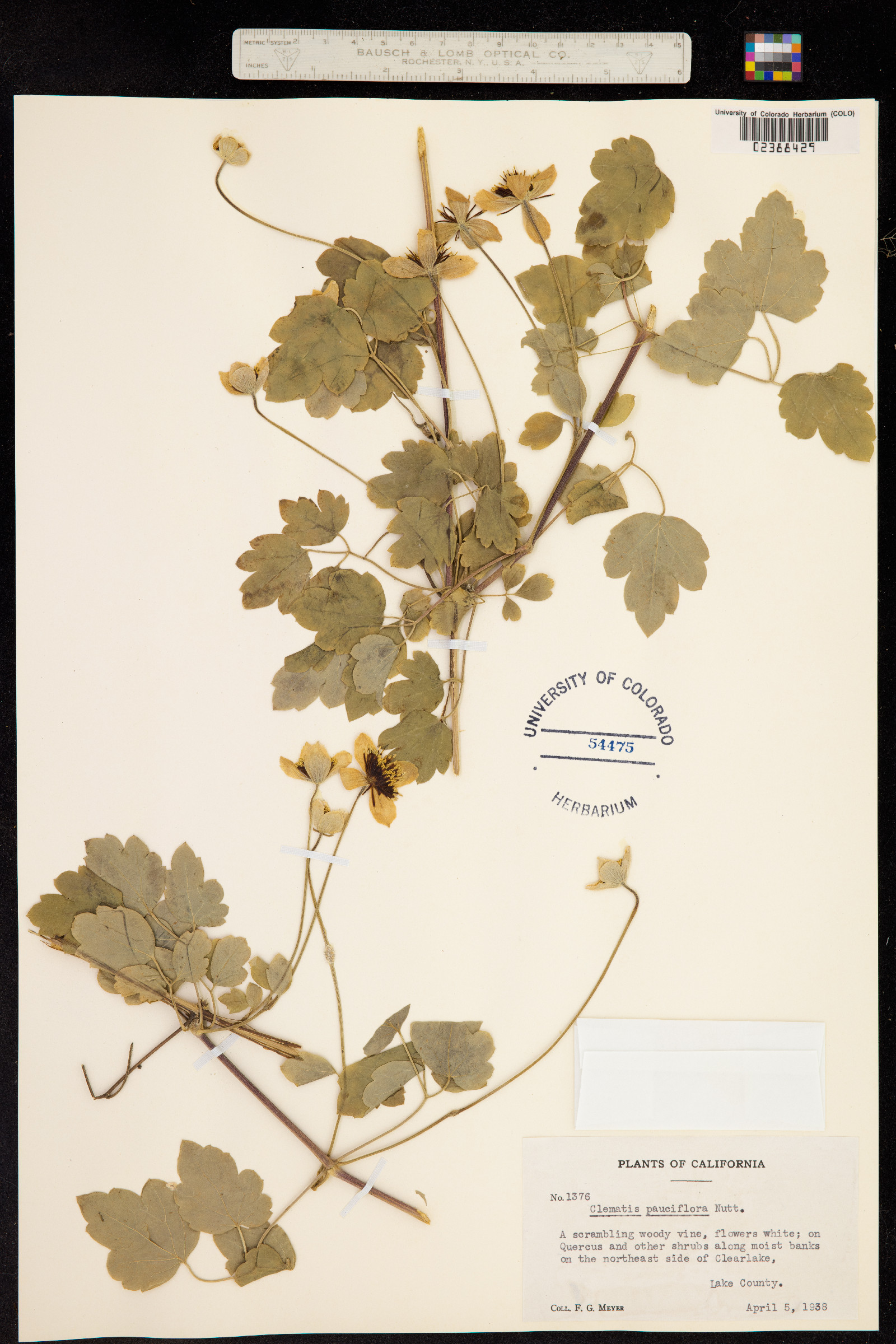 Clematis pauciflora image