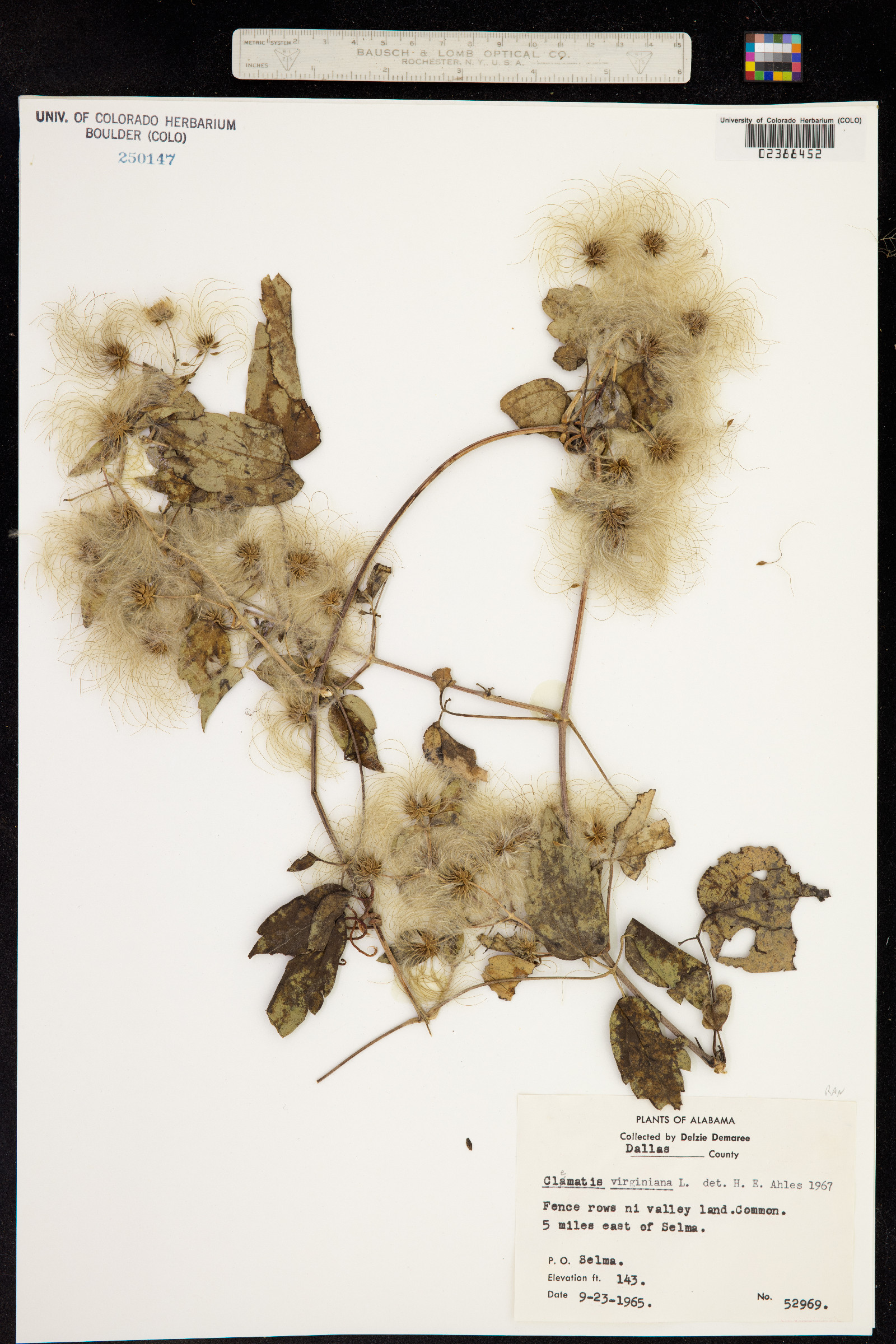 Clematis virginiana image