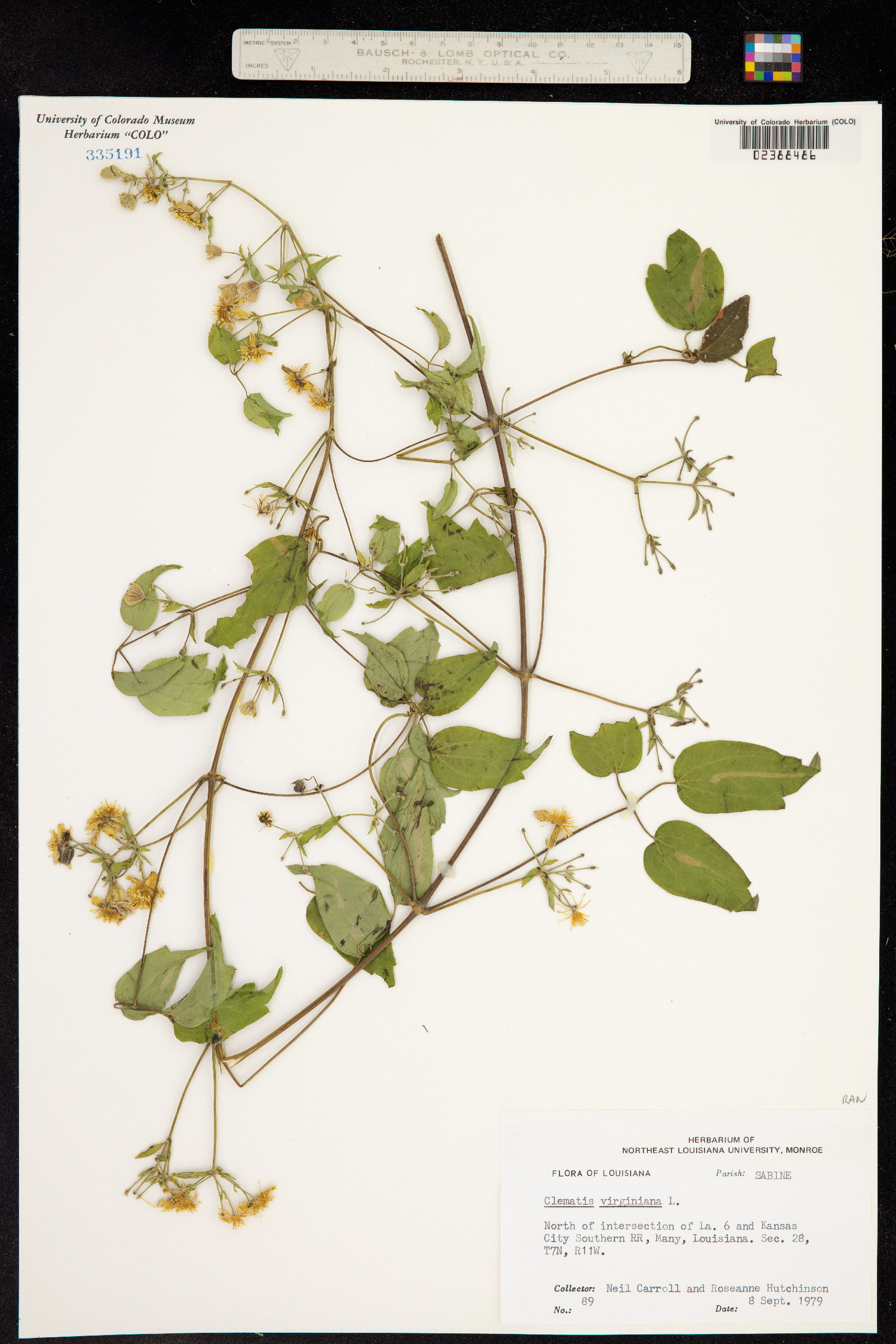 Clematis virginiana image