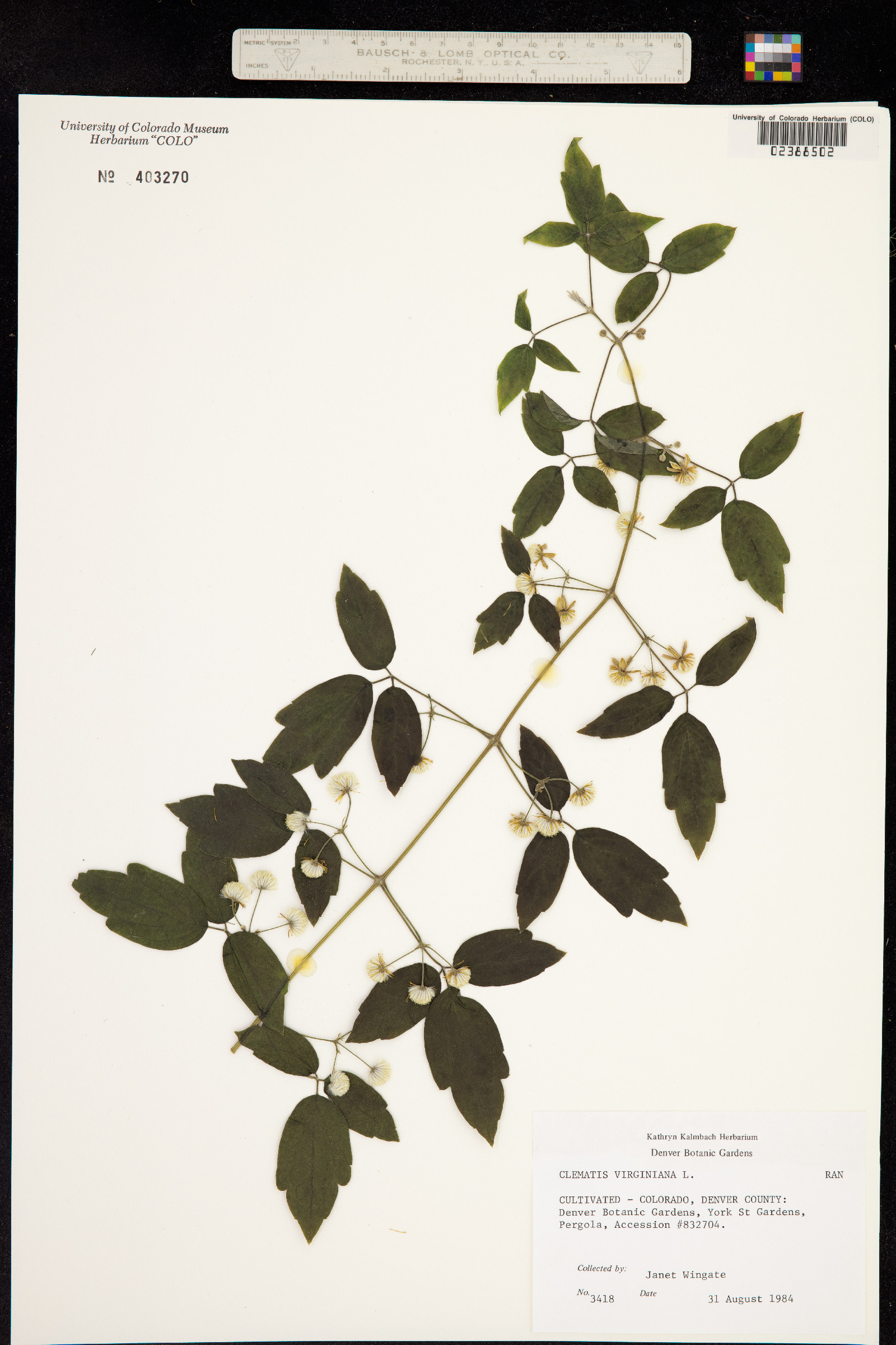 Clematis virginiana image