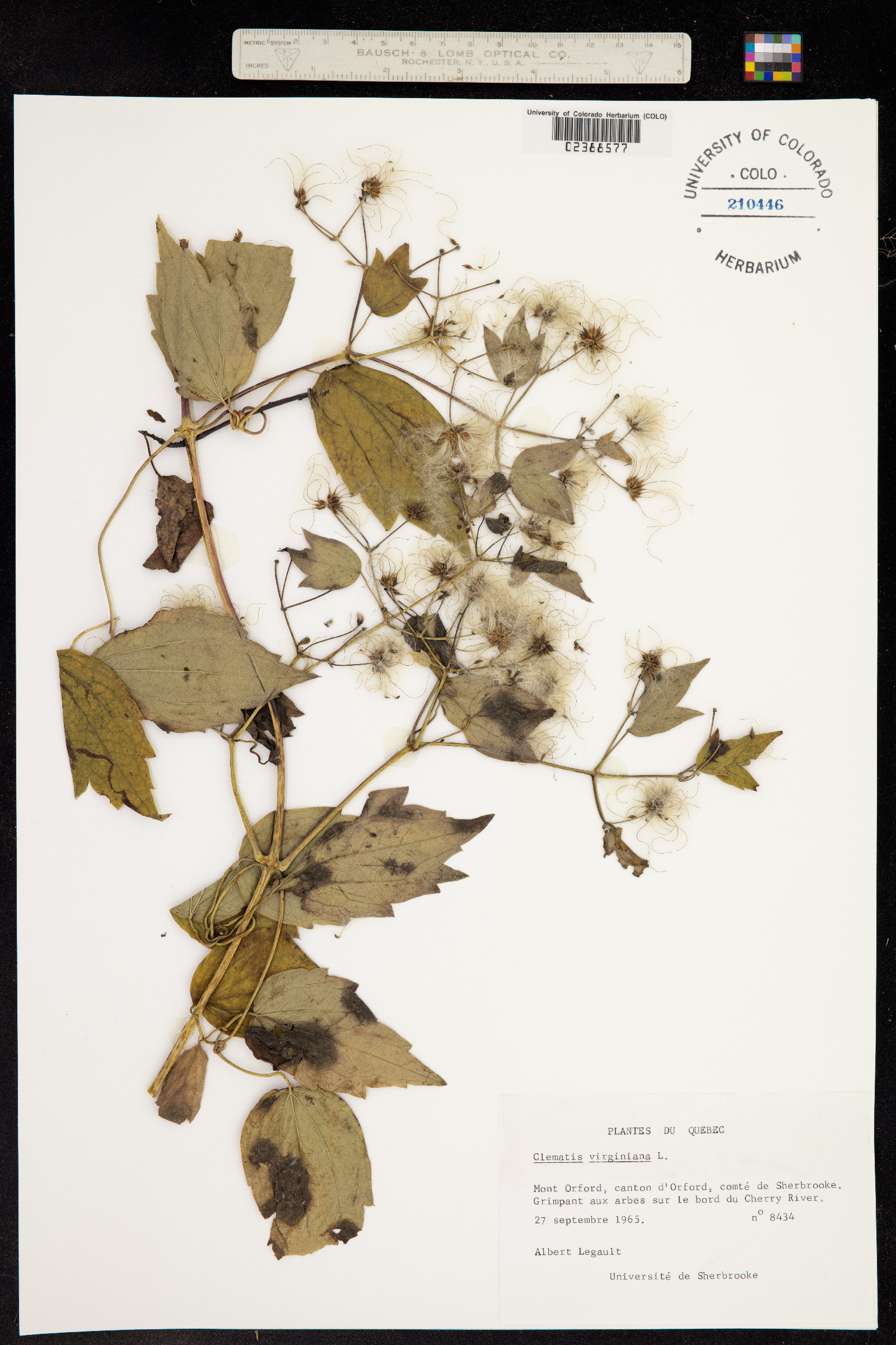 Clematis virginiana image
