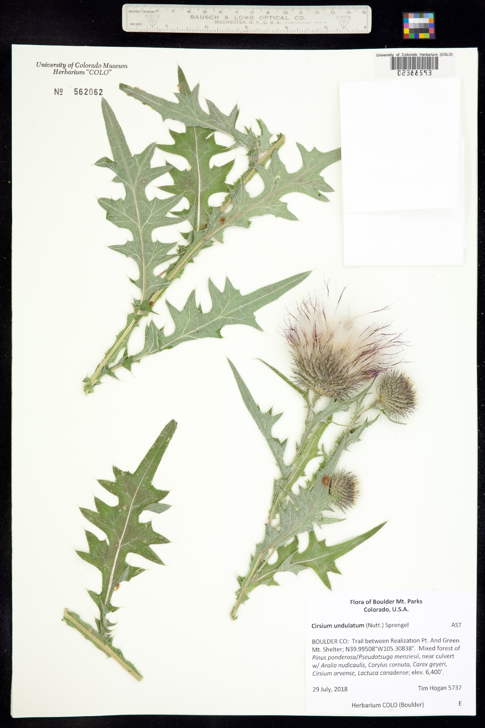 Cirsium undulatum image
