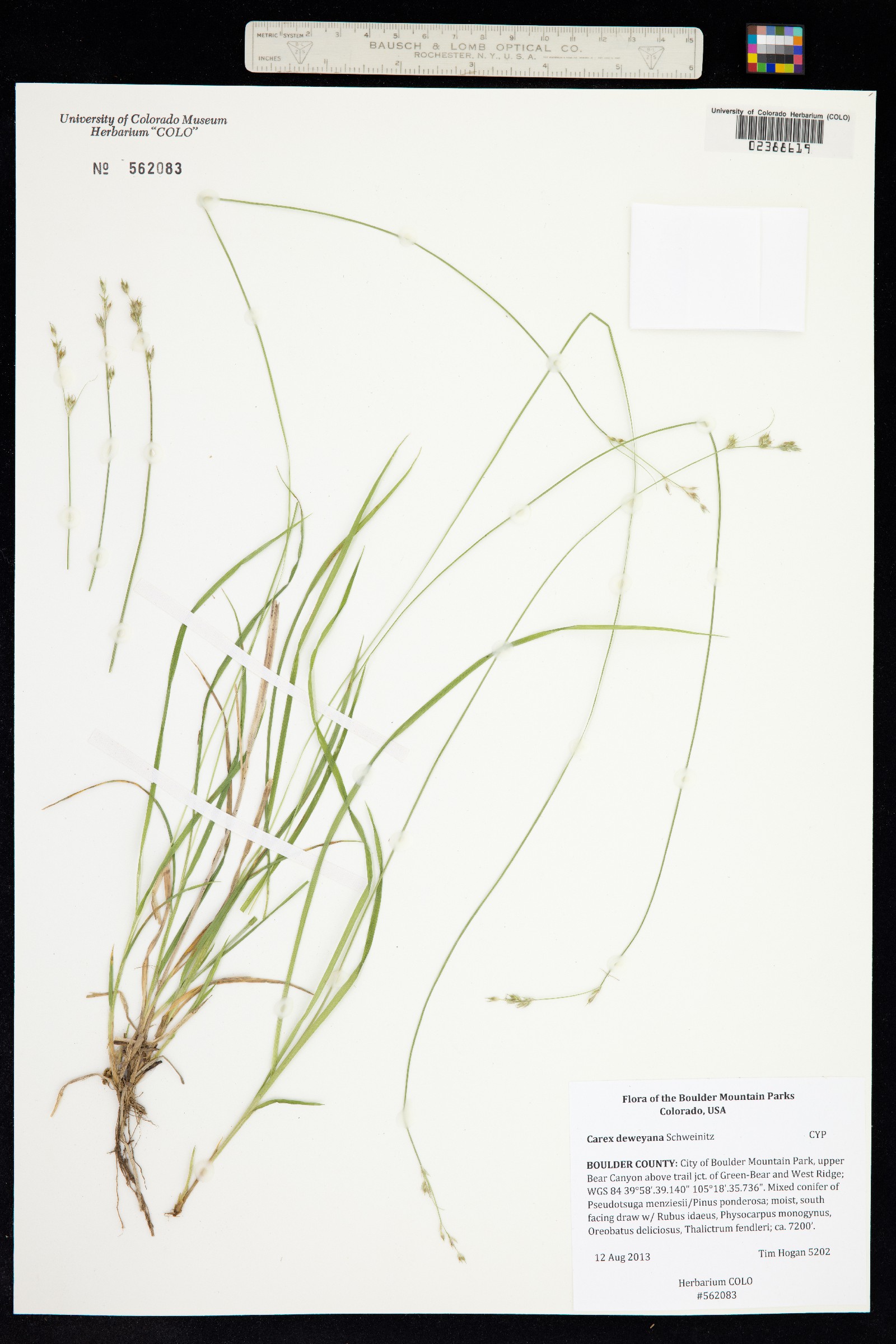 Carex deweyana image