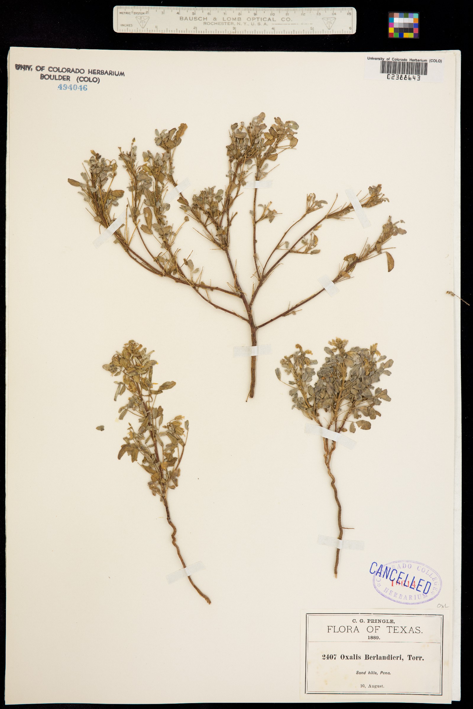 Oxalis frutescens ssp. angustifolia image