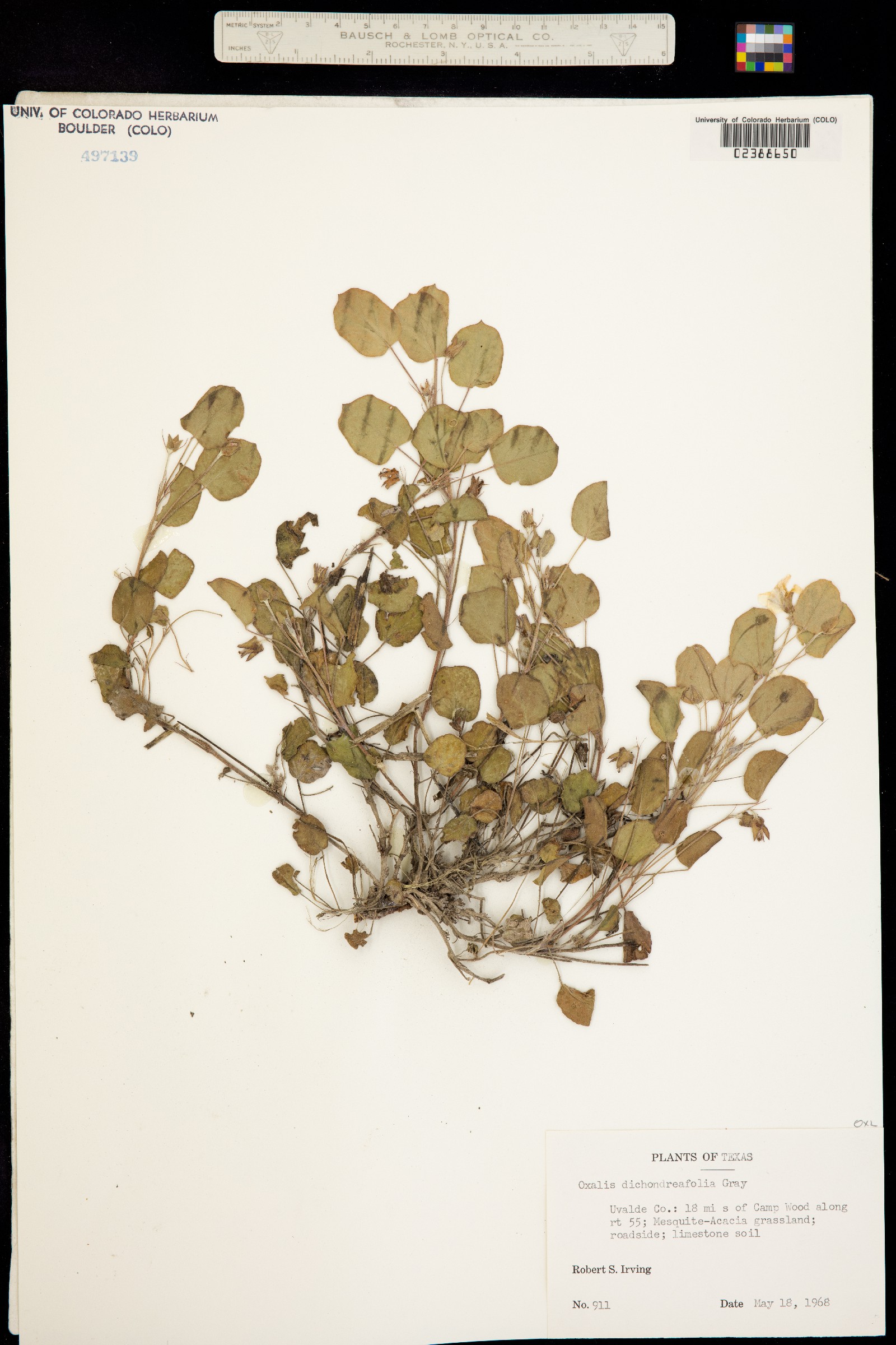 Oxalis dichondrifolia image