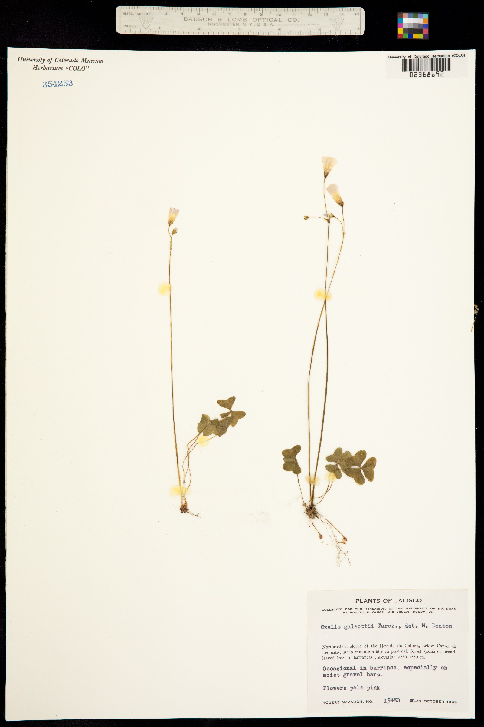 Oxalis galeottii image