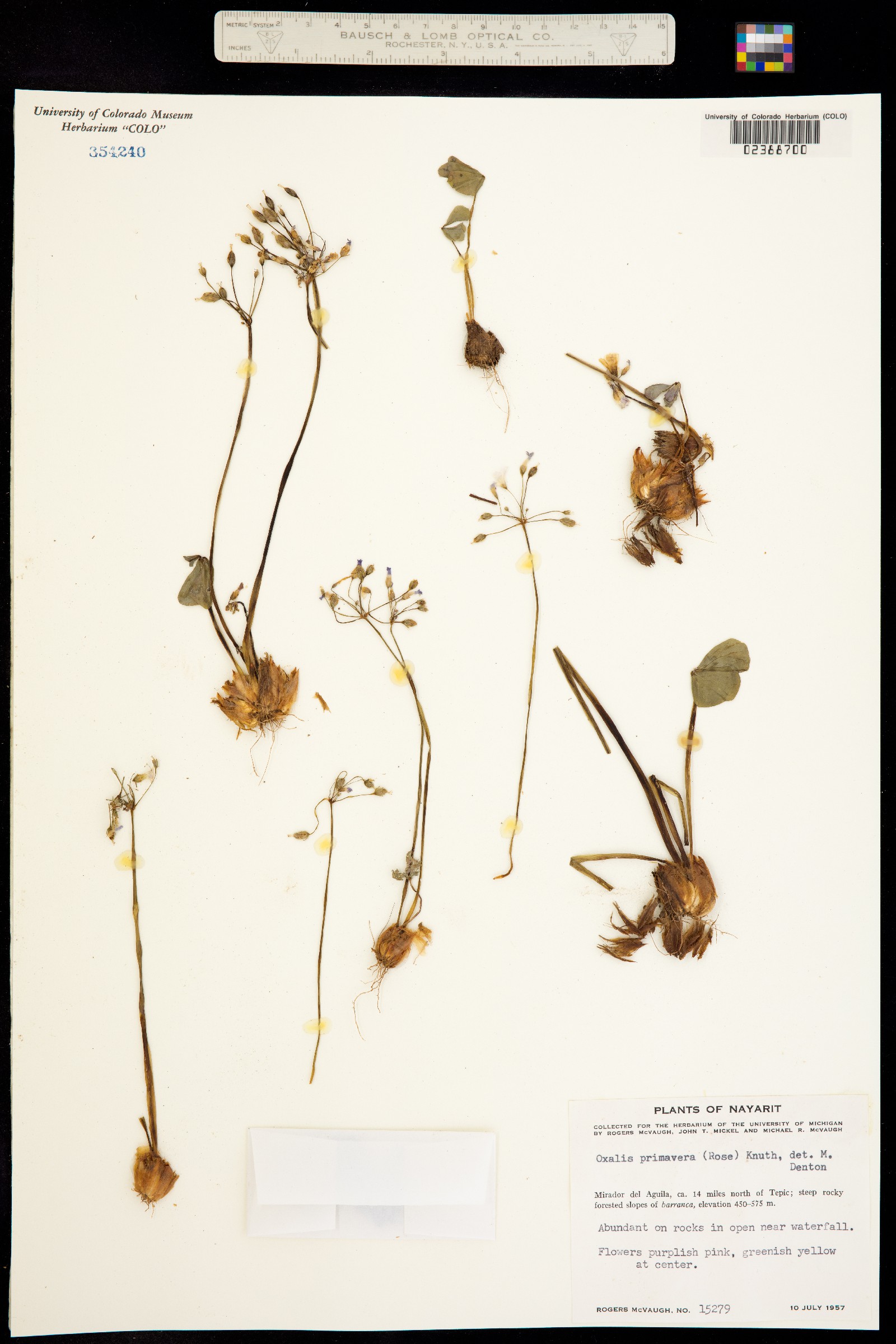Oxalis primavera image