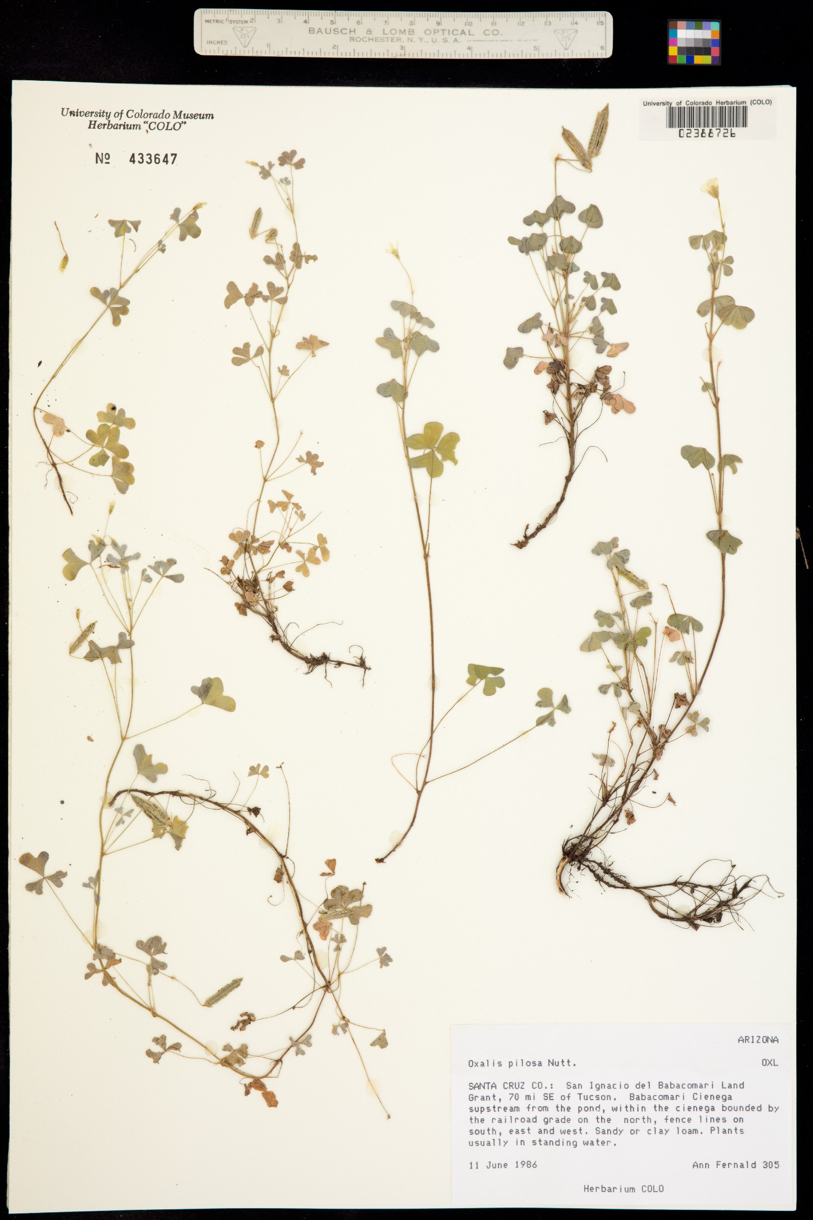 Oxalis albicans ssp. pilosa image