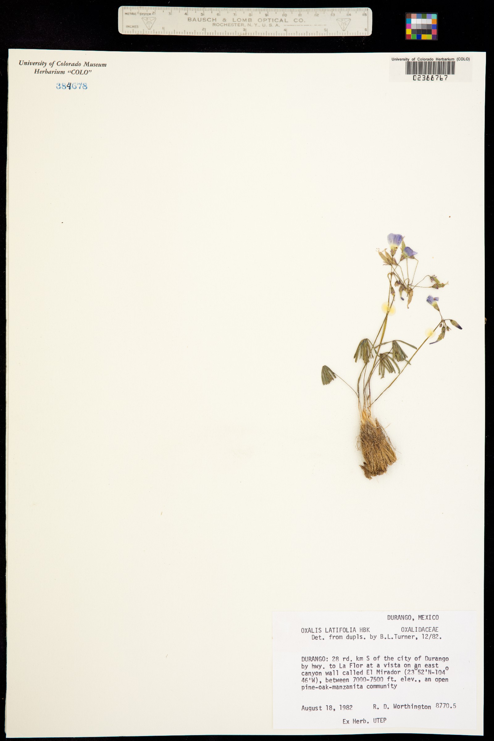 Oxalis latifolia image