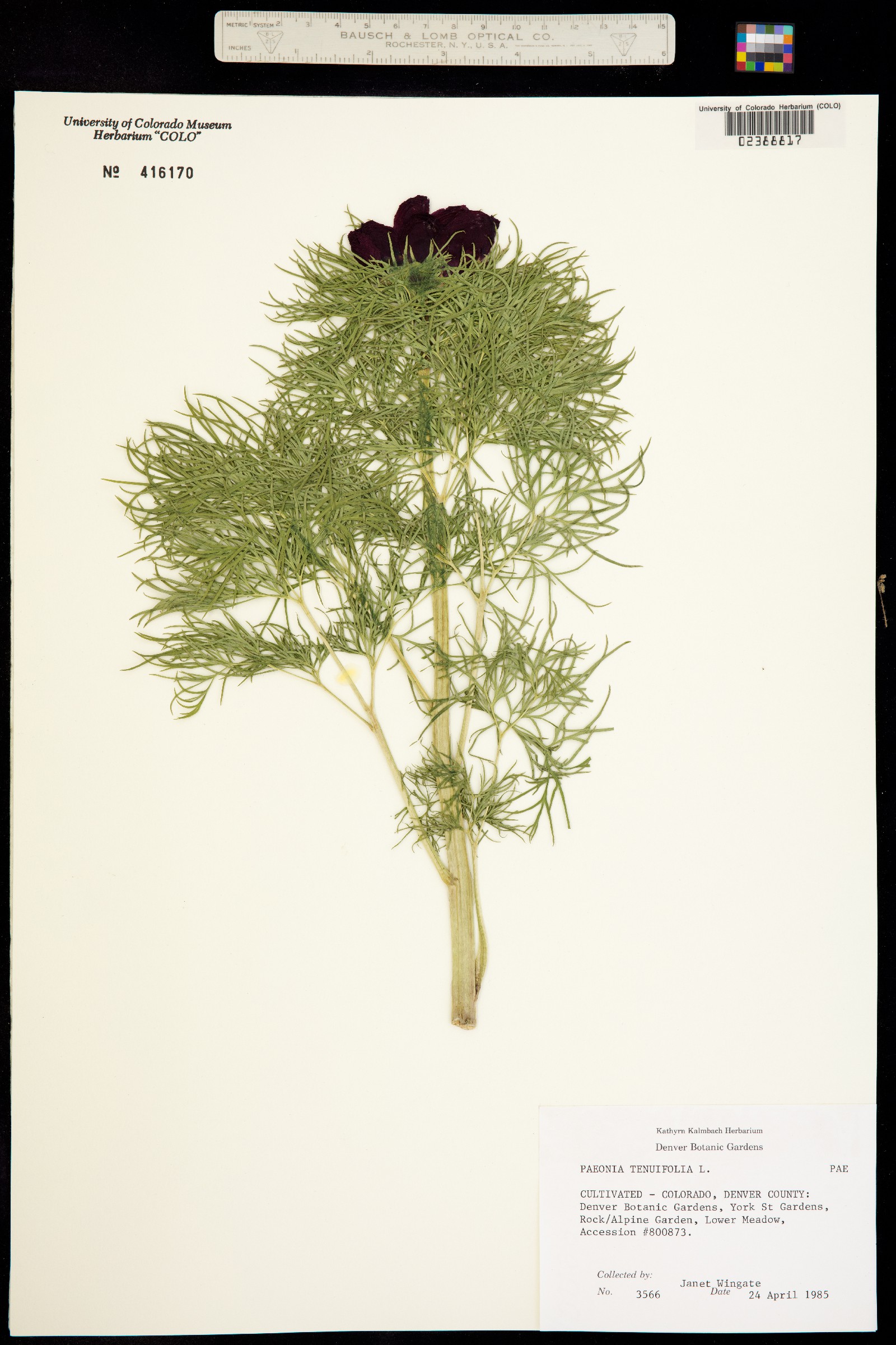 Paeonia tenuifolia image