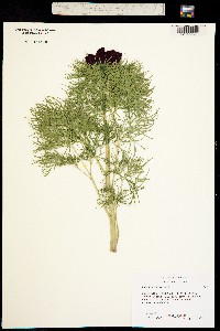 Paeonia tenuifolia image