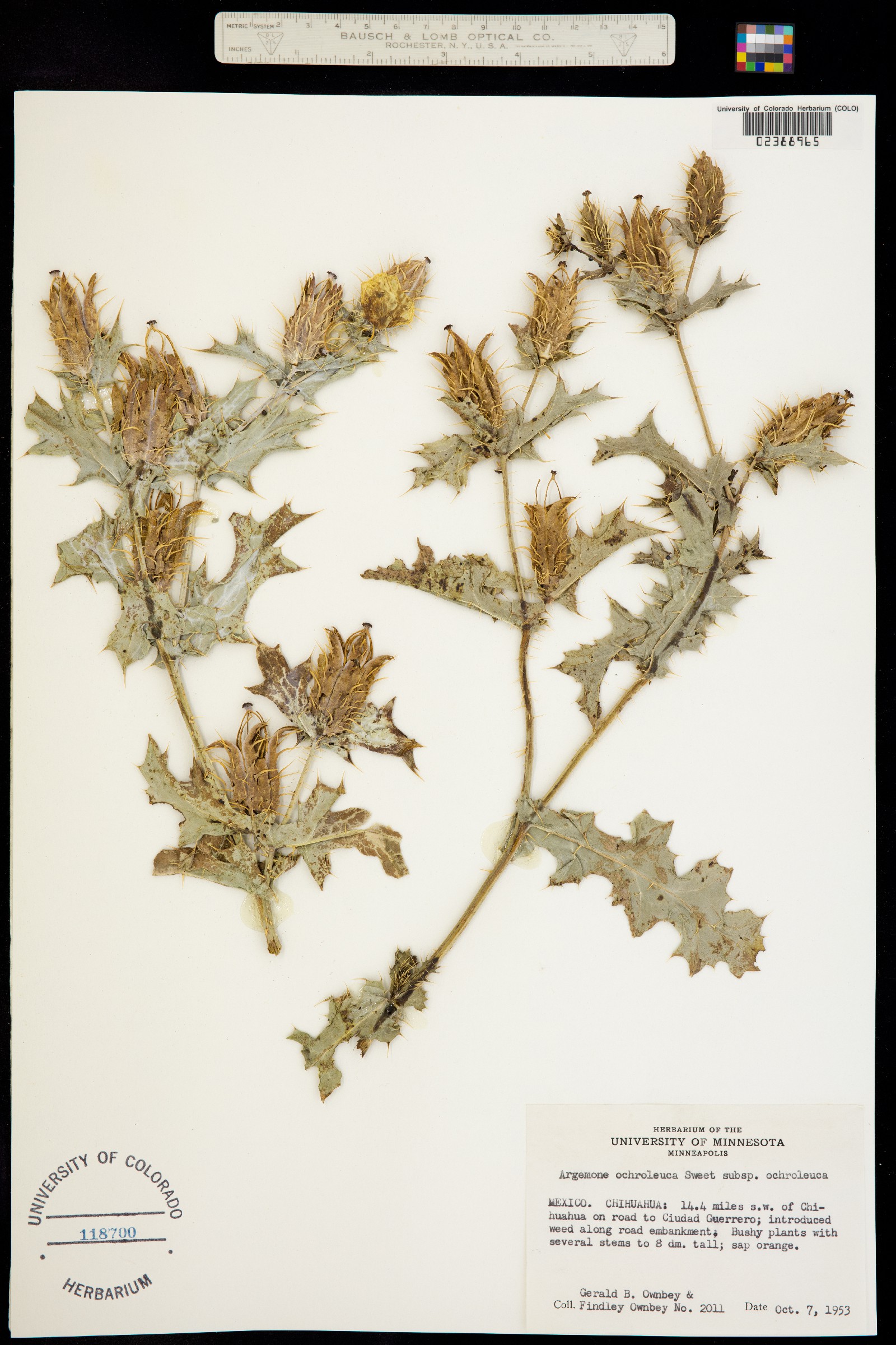 Argemone ochroleuca image