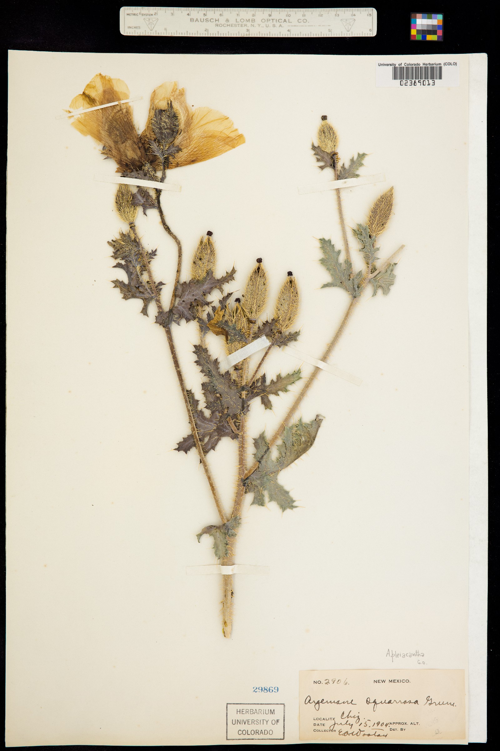 Argemone pleiacantha image