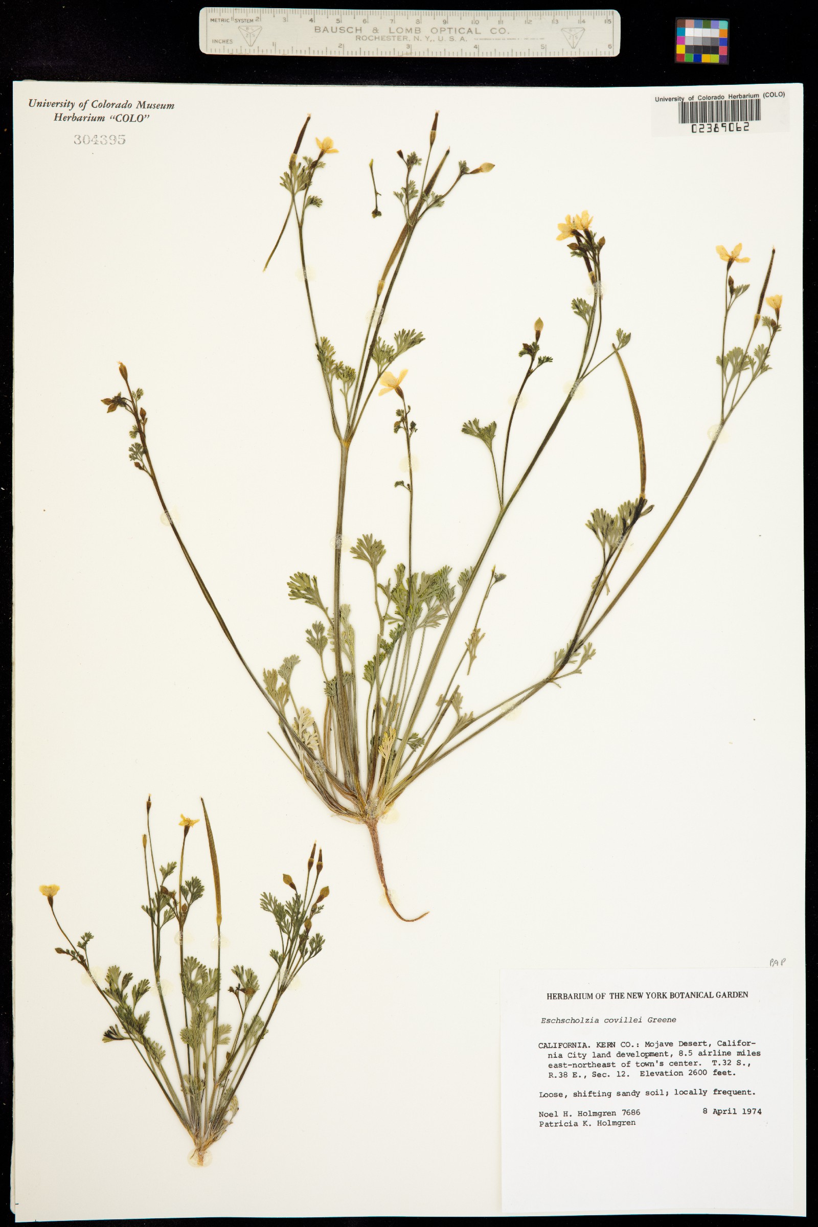 Eschscholzia minutiflora ssp. covillei image