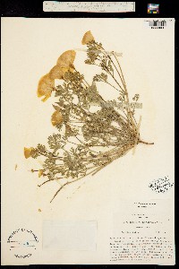 Image of Eschscholzia cruciata