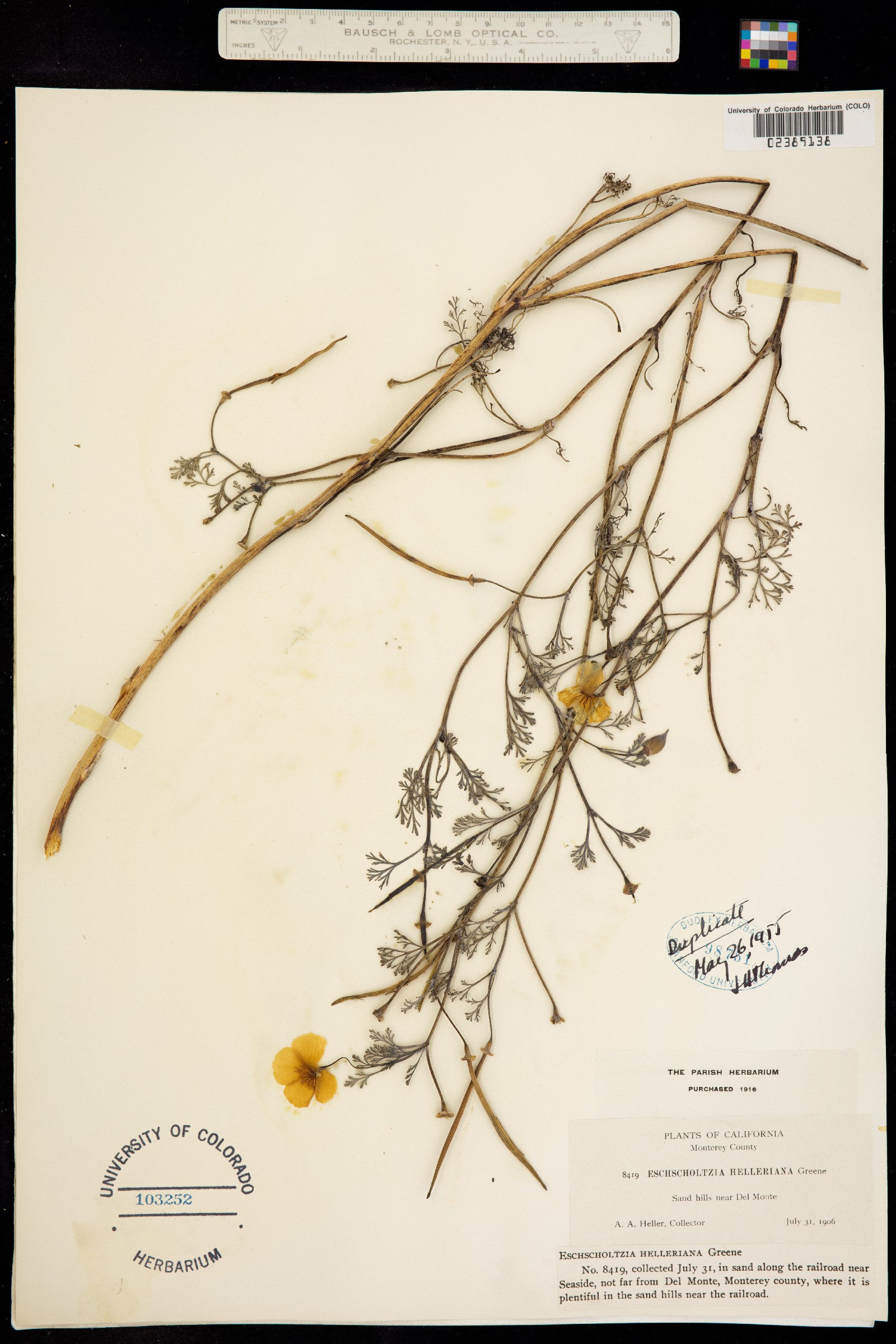 Eschscholzia helleriana image