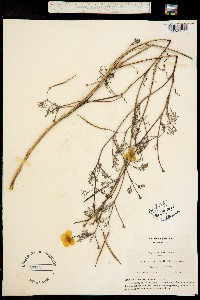 Eschscholzia helleriana image