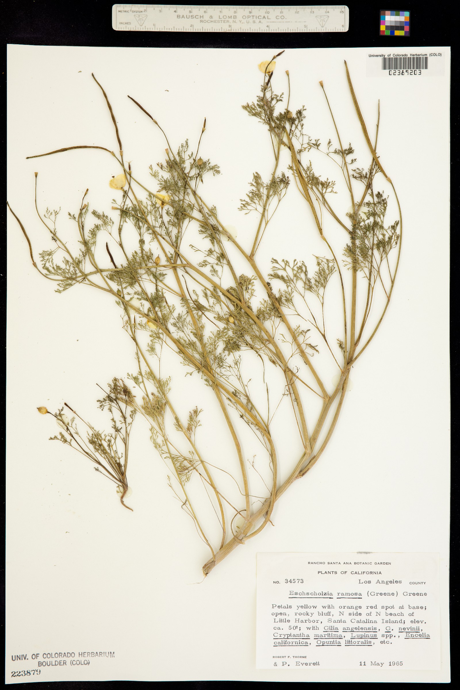 Eschscholzia ramosa image