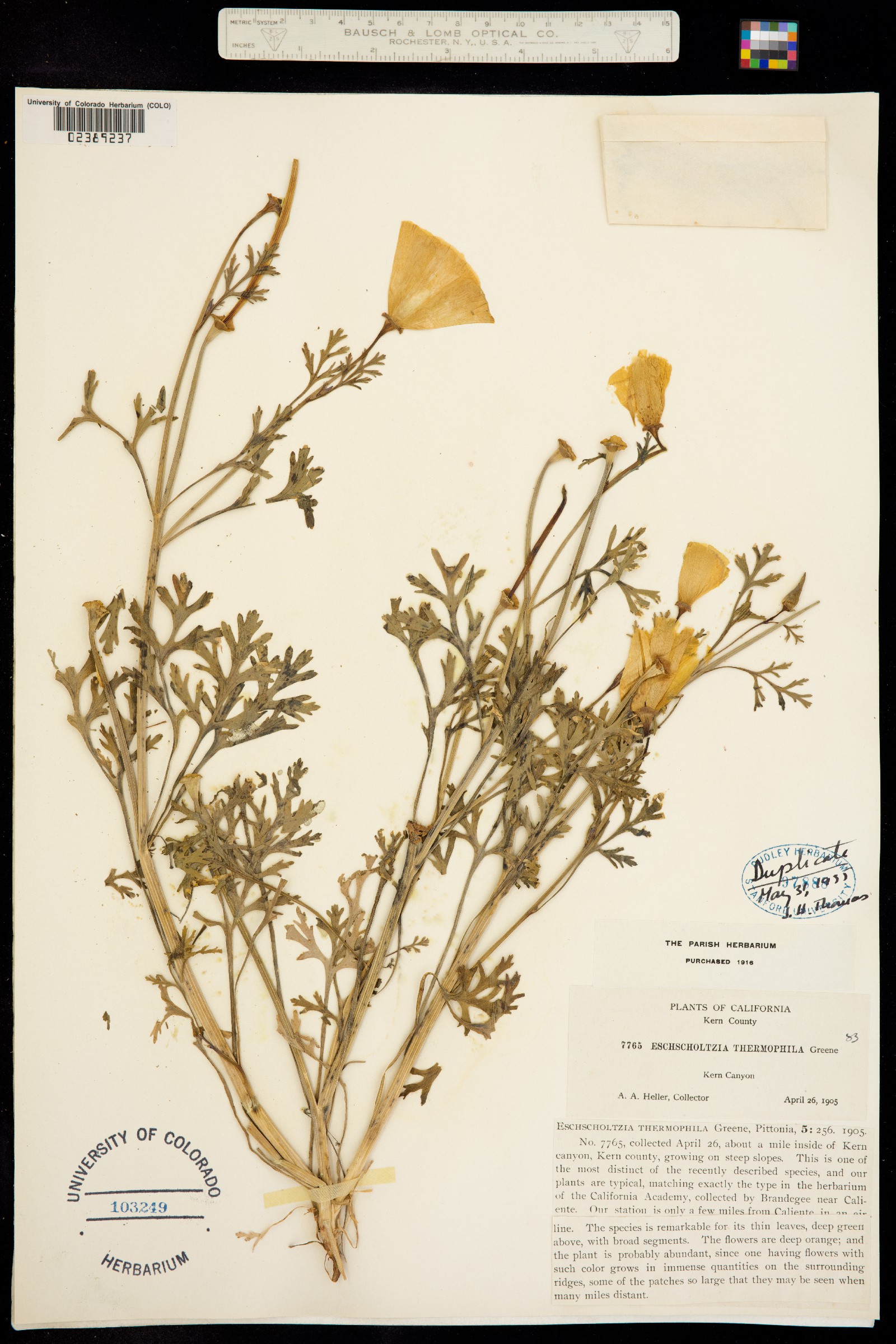 Eschscholzia thermophila image