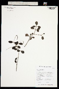 Peperomia sandwicensis image