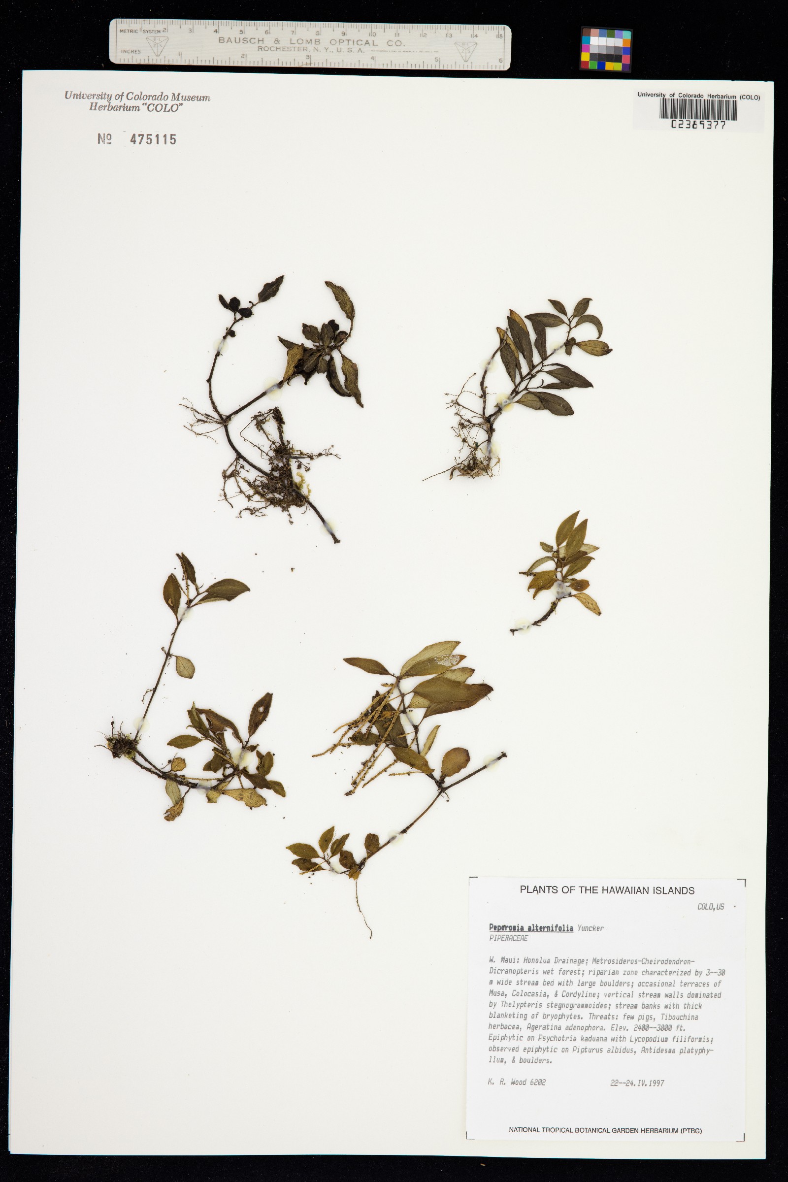 Peperomia alternifolia image