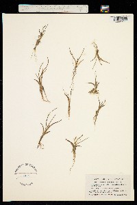 Image of Littorella uniflora